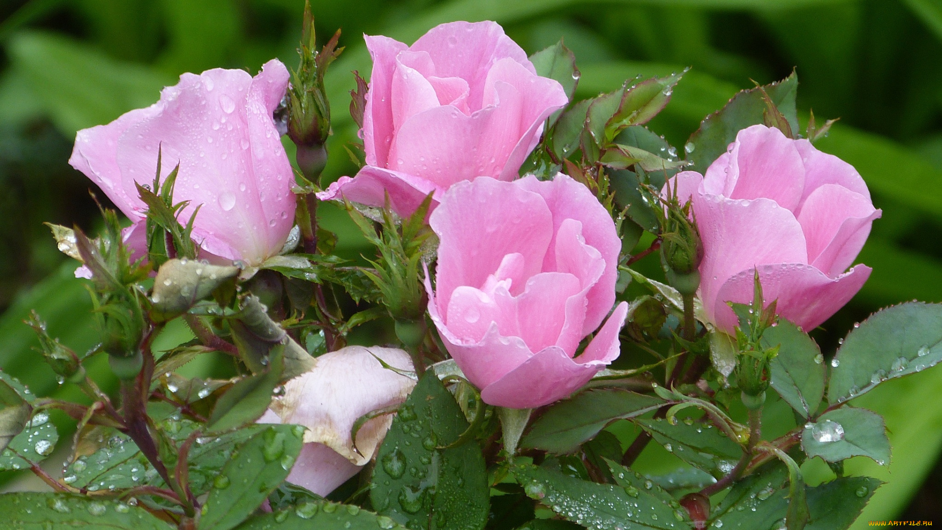 цветы, розы, лепестки, роса, бутоны, куст