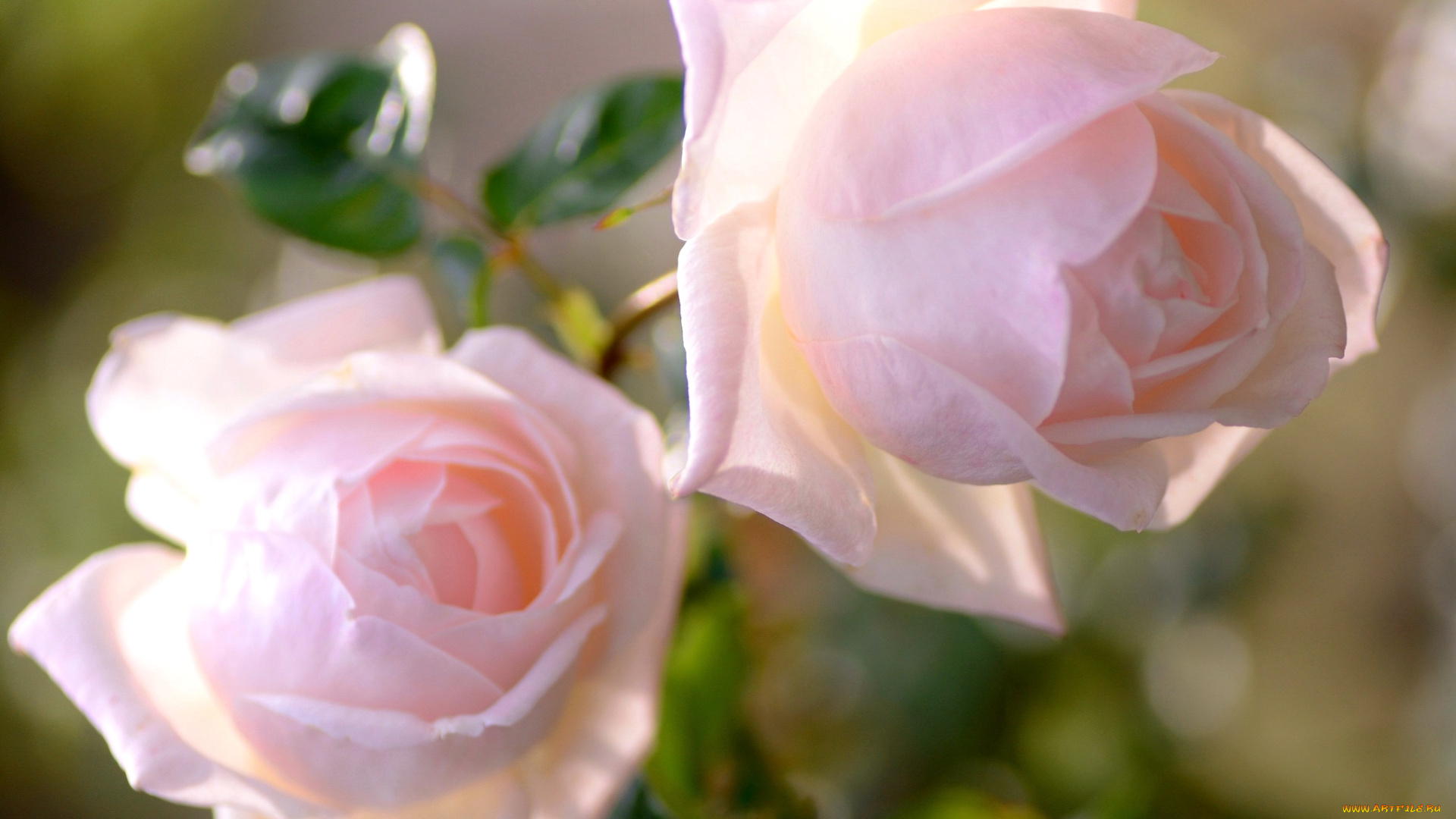 цветы, розы, нежность