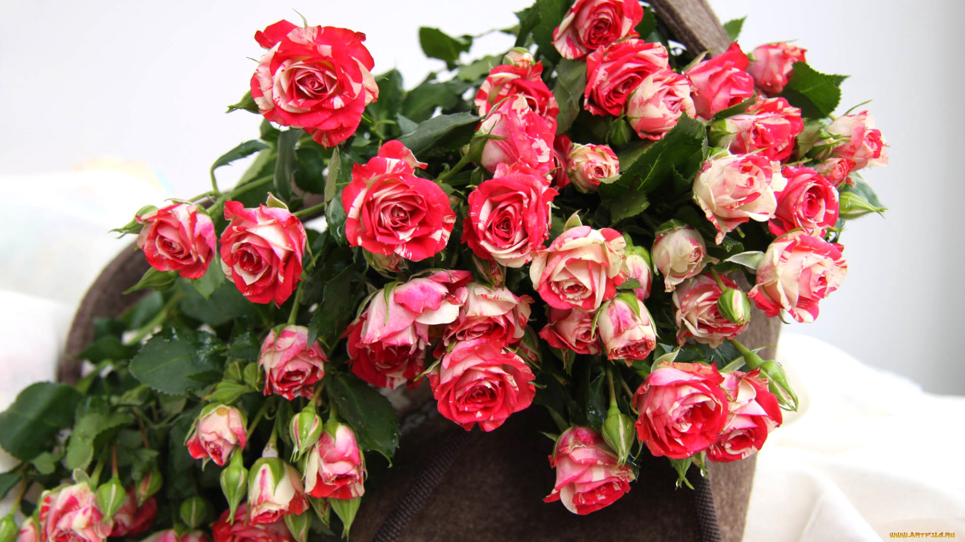 цветы, розы, пестрый