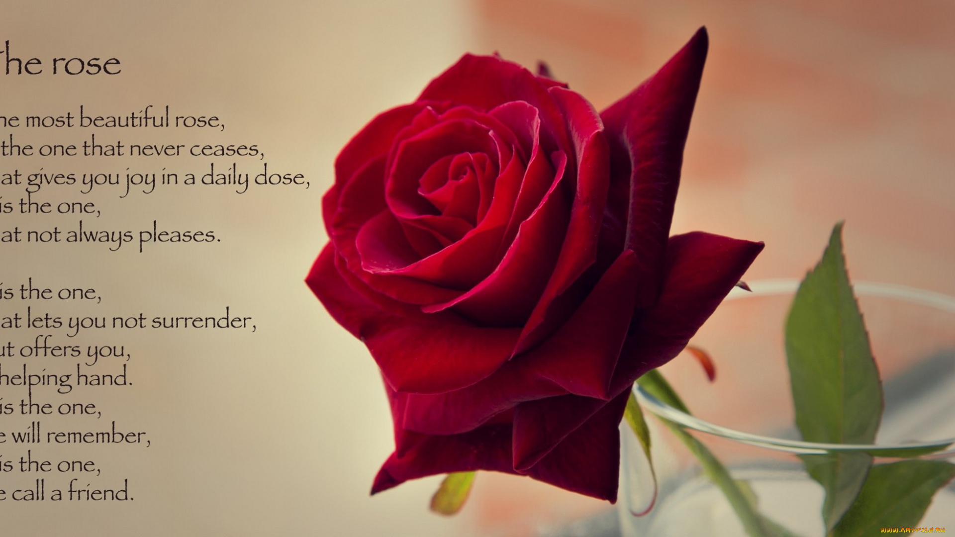 цветы, розы, роза, бутон, лепестки