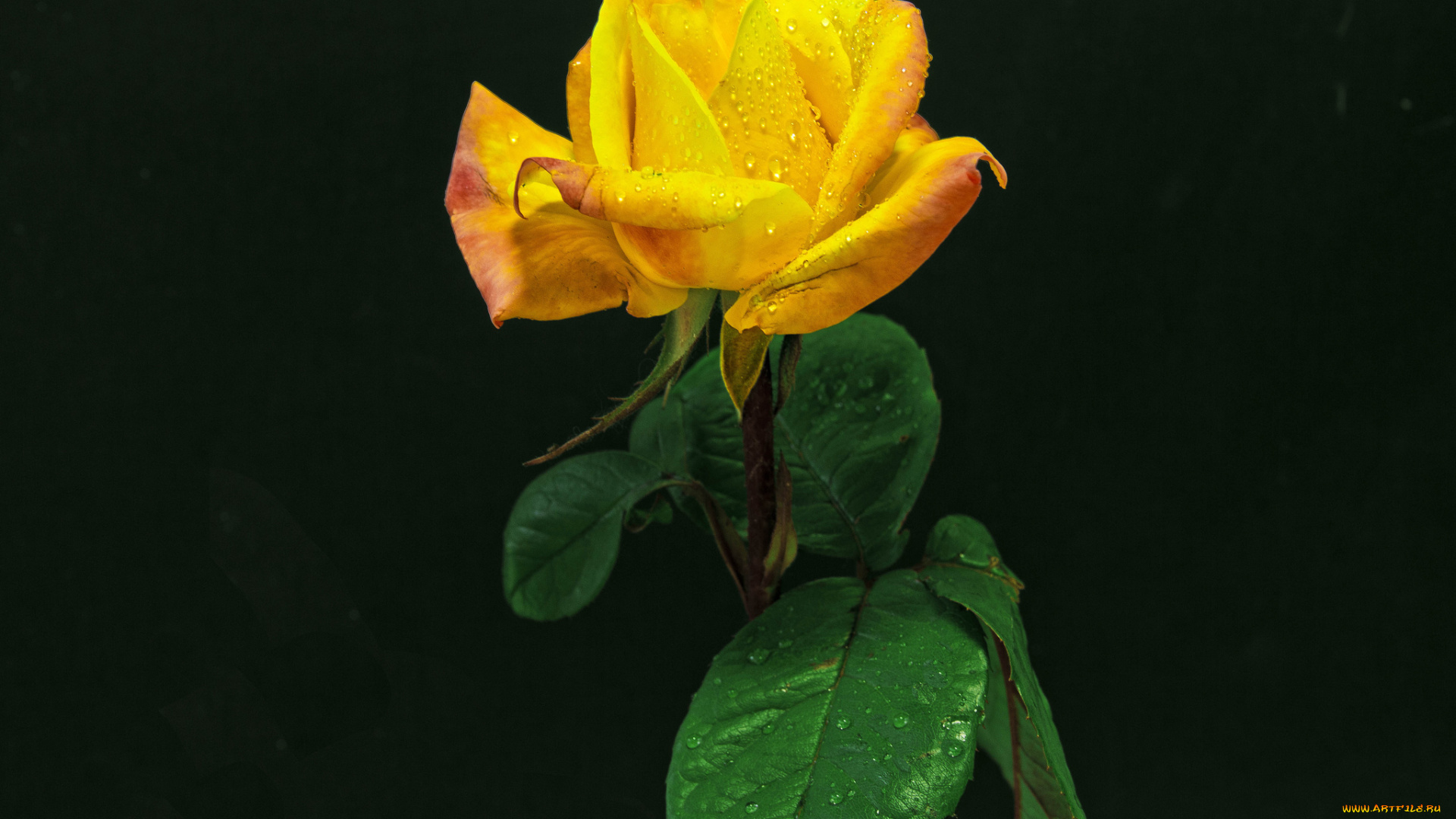 цветы, розы, стебель, роза, роса, лепестки, бутон