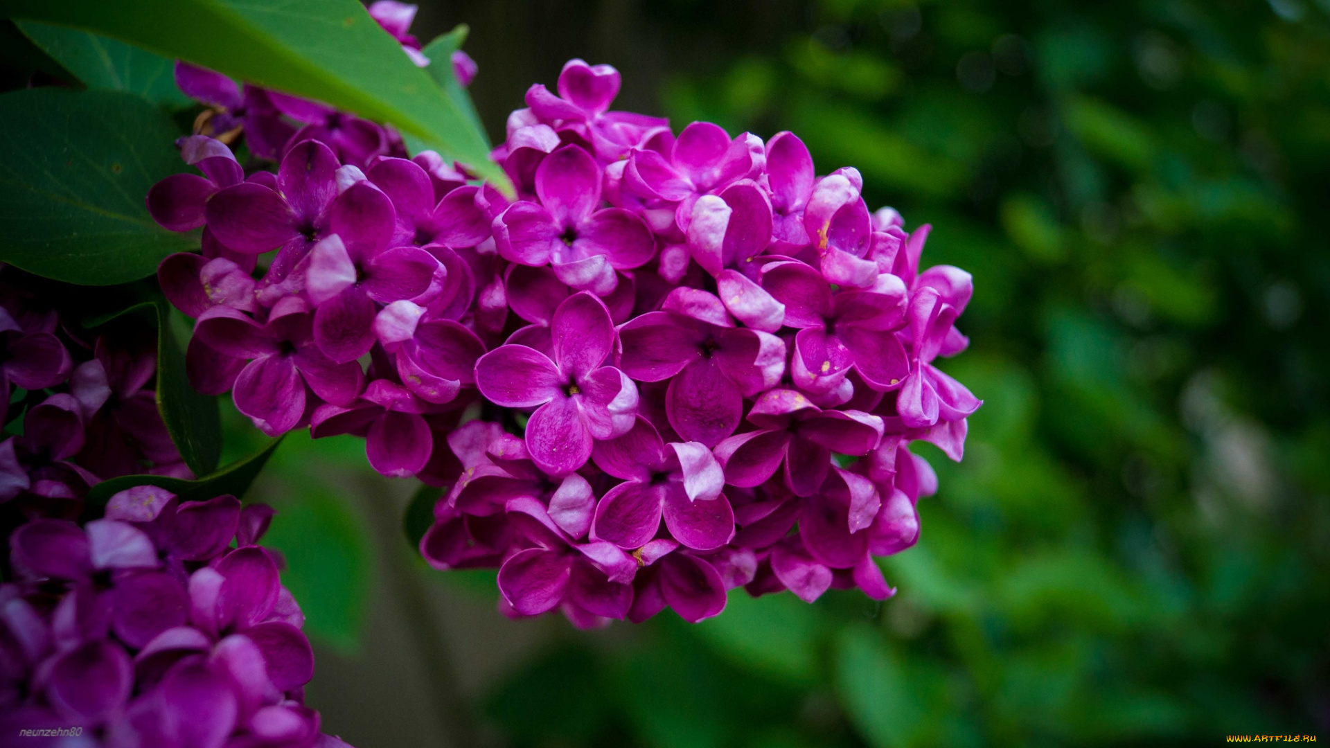 цветы, сирень, лиловый