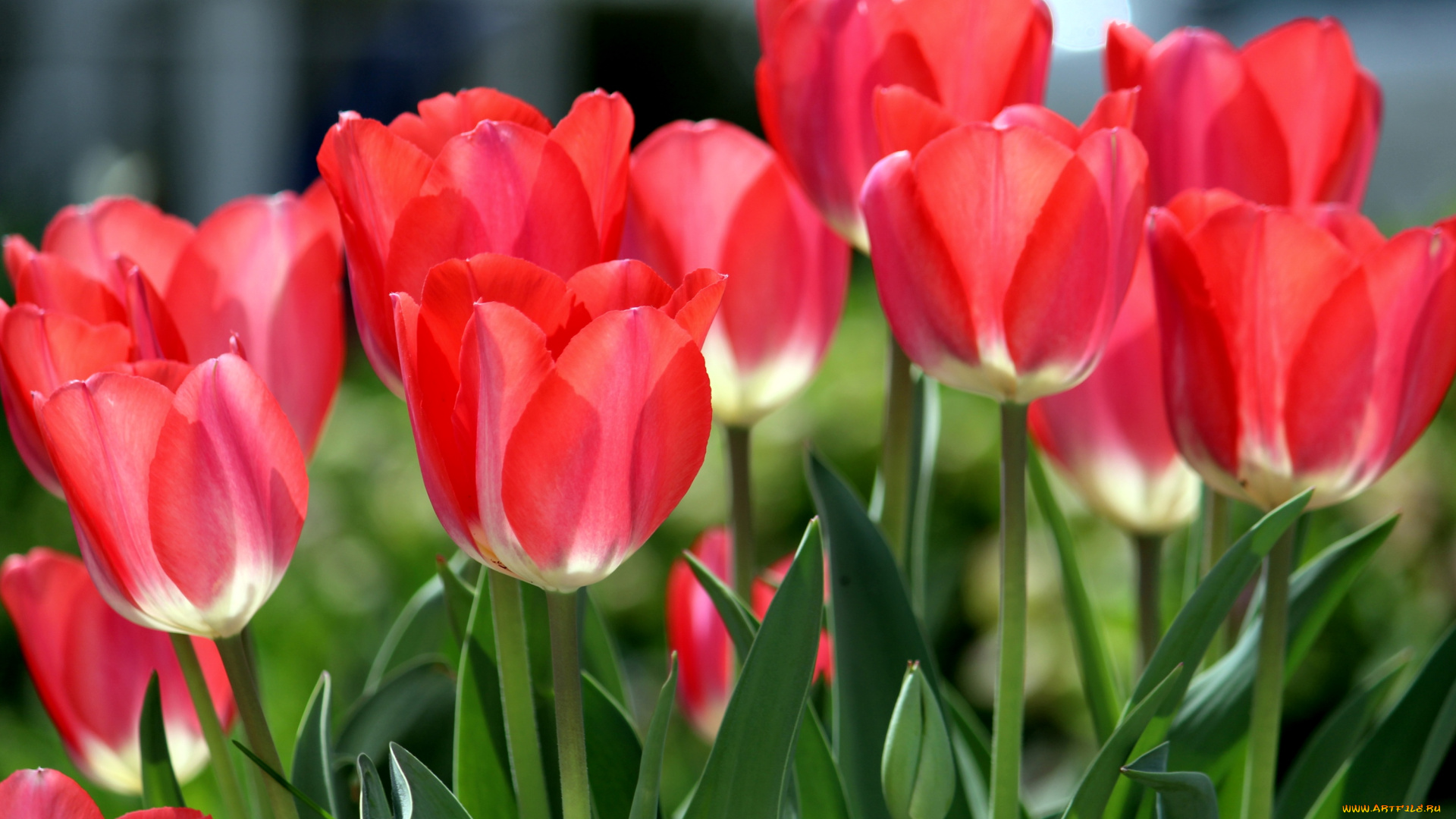 цветы, тюльпаны, красный