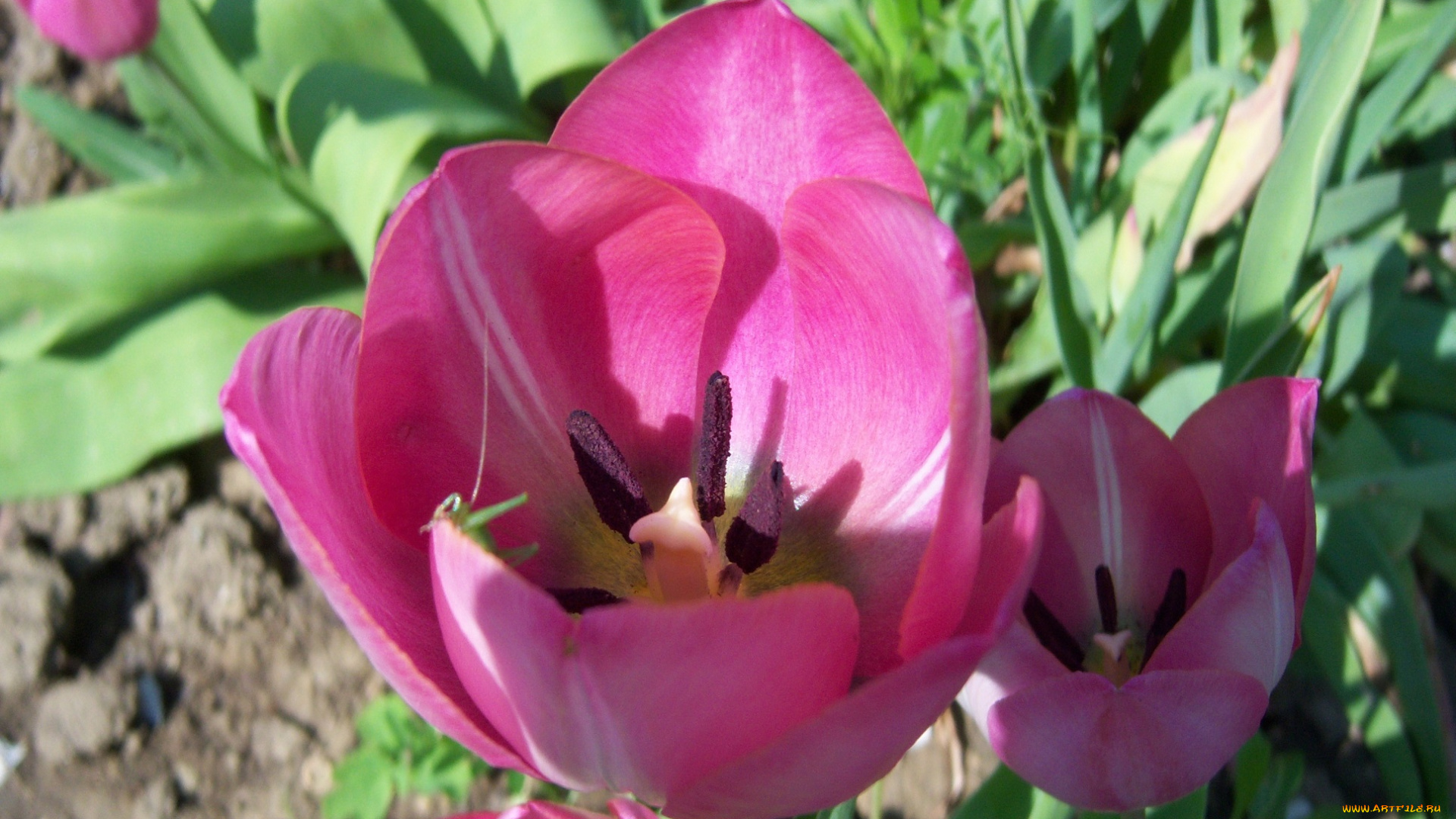 цветы, тюльпаны, розовые