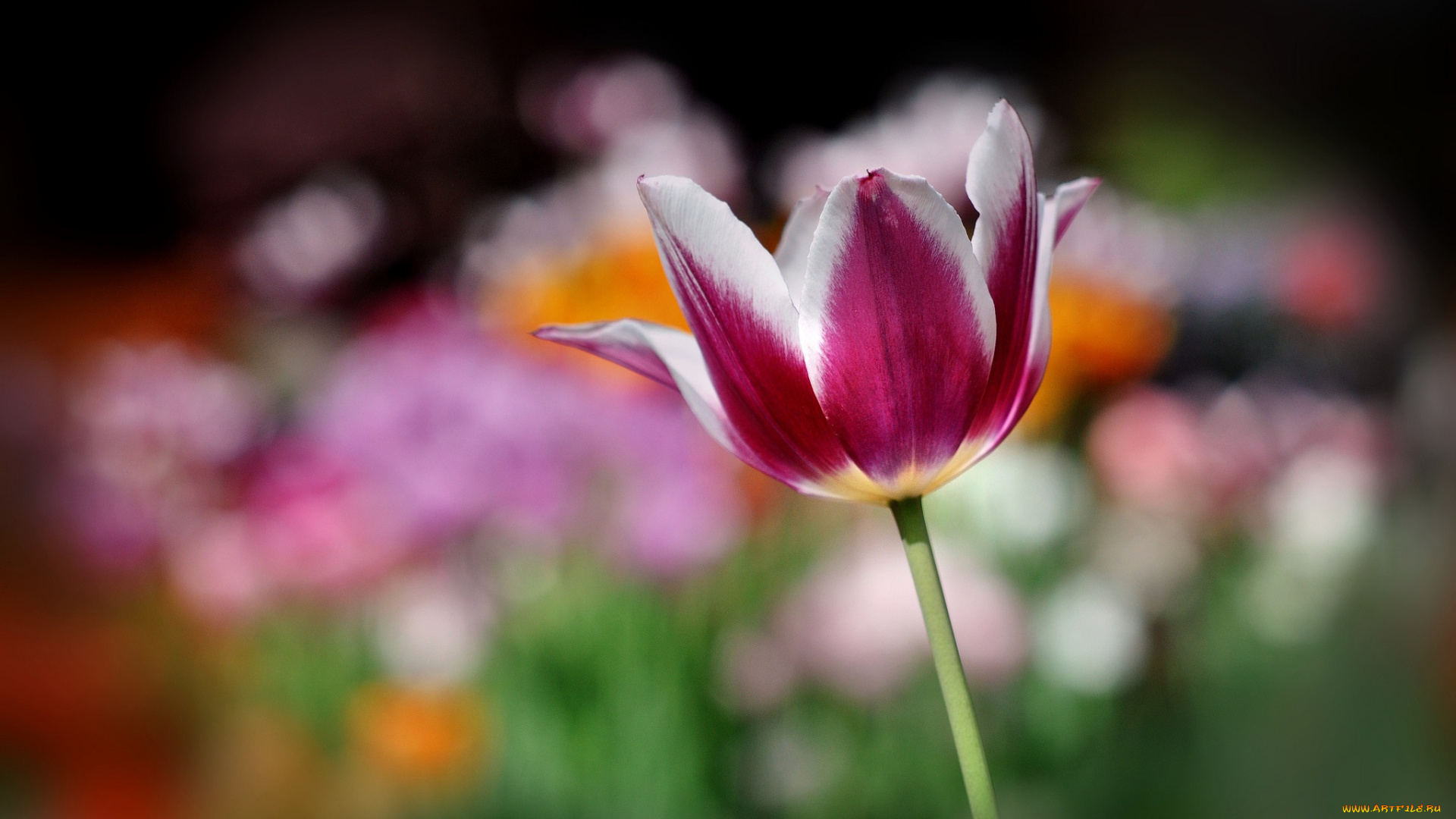 цветы, тюльпаны, тюльпан