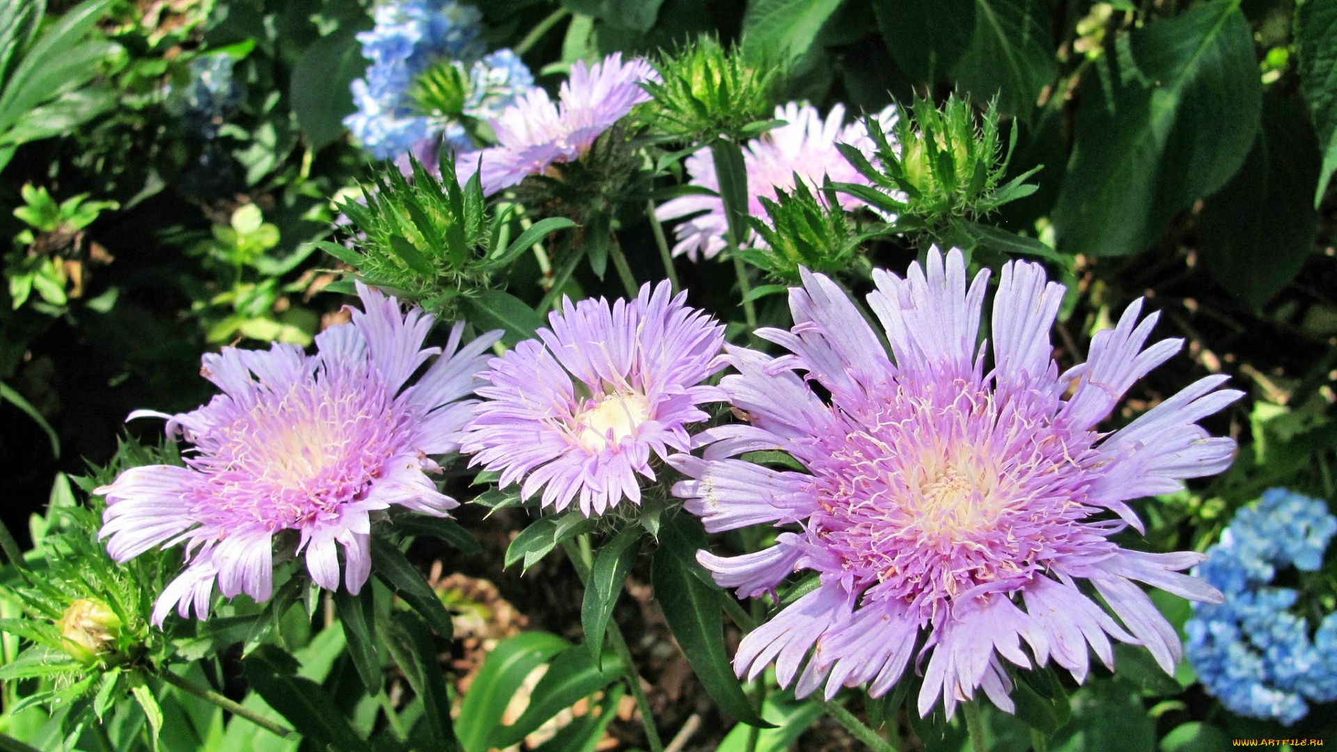 цветы, васильки