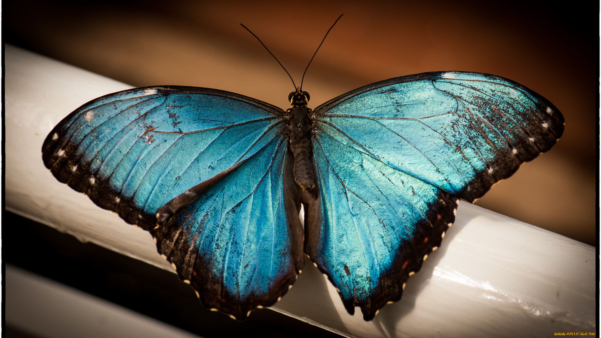 животные, бабочки, бабочка