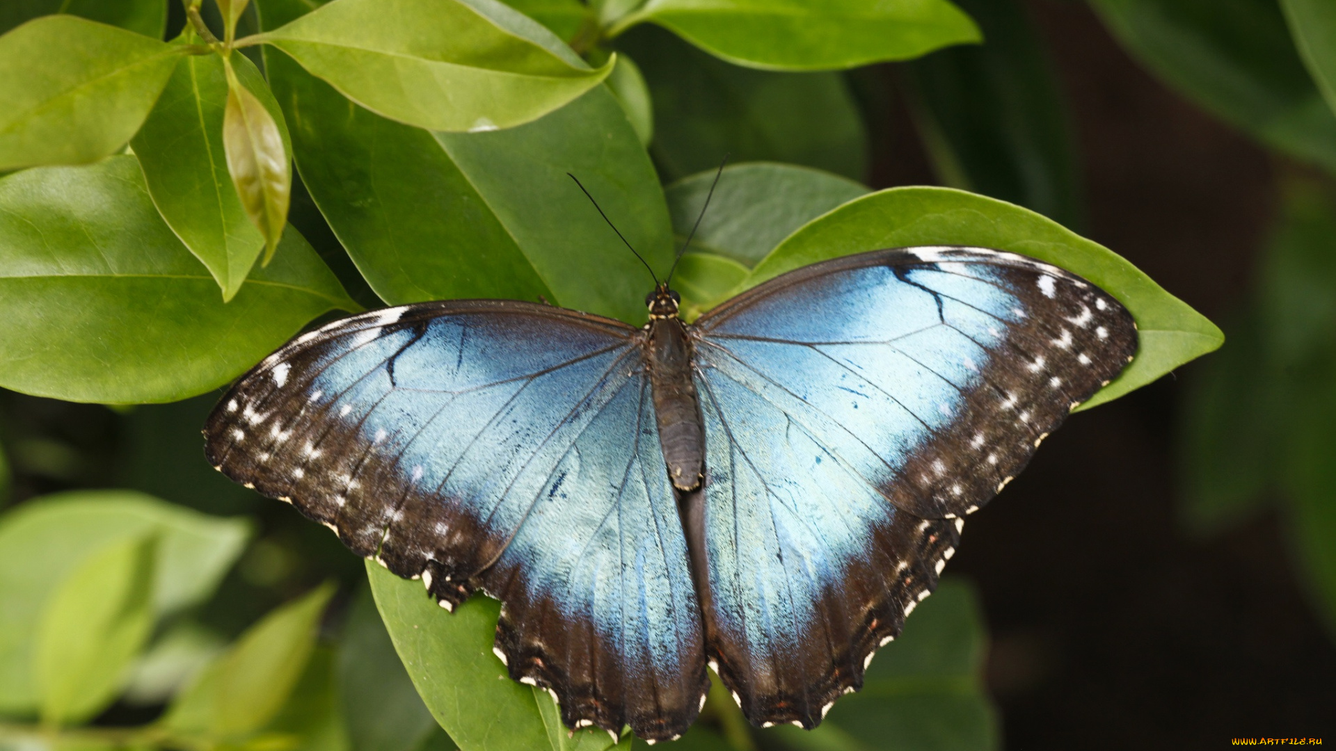 животные, бабочки, бабочка, листья