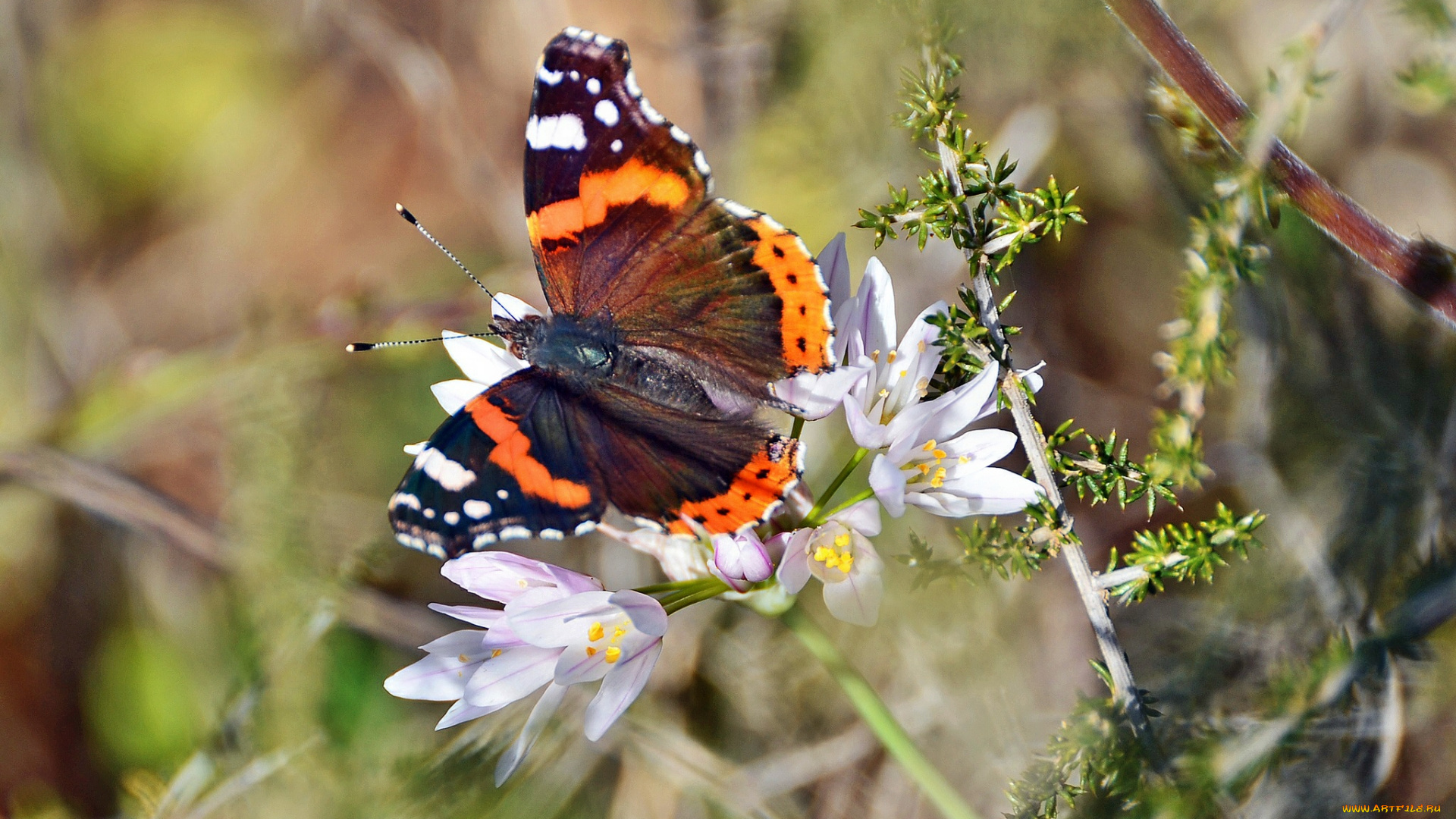 животные, бабочки, цветы, бабочка
