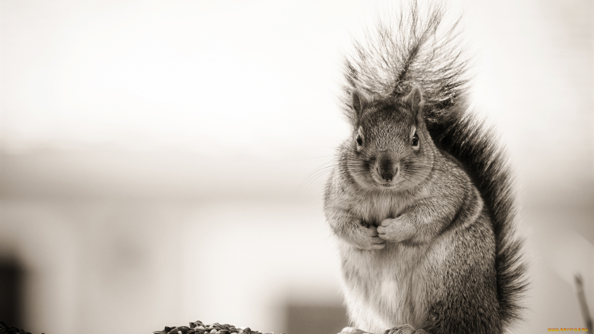 животные, белки, зверек