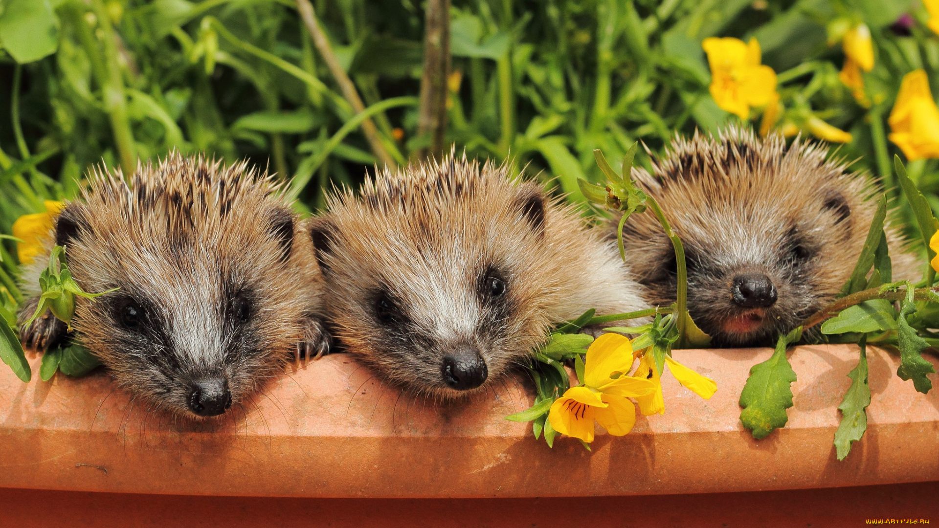 животные, ежи, ежики, мордочки, малыши