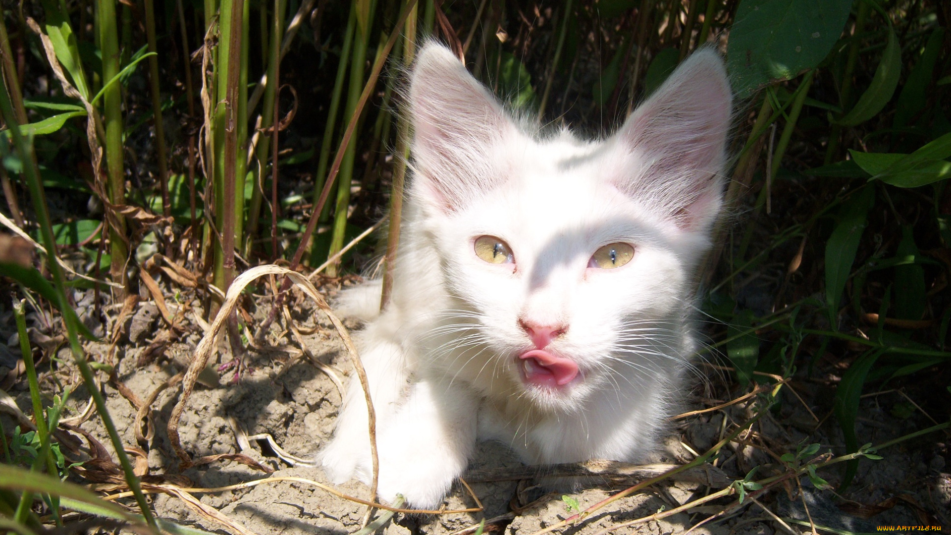 животные, коты, белая, киса