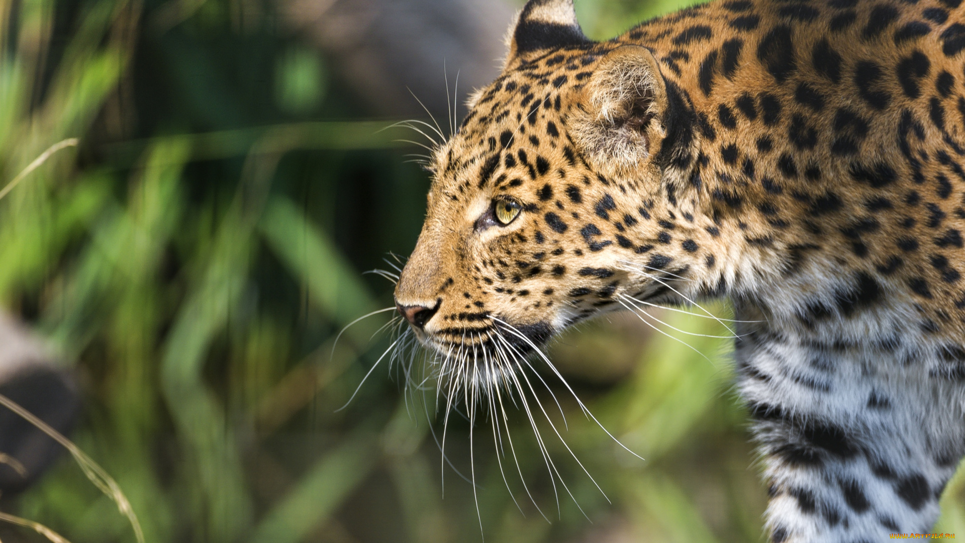 животные, леопарды, профиль