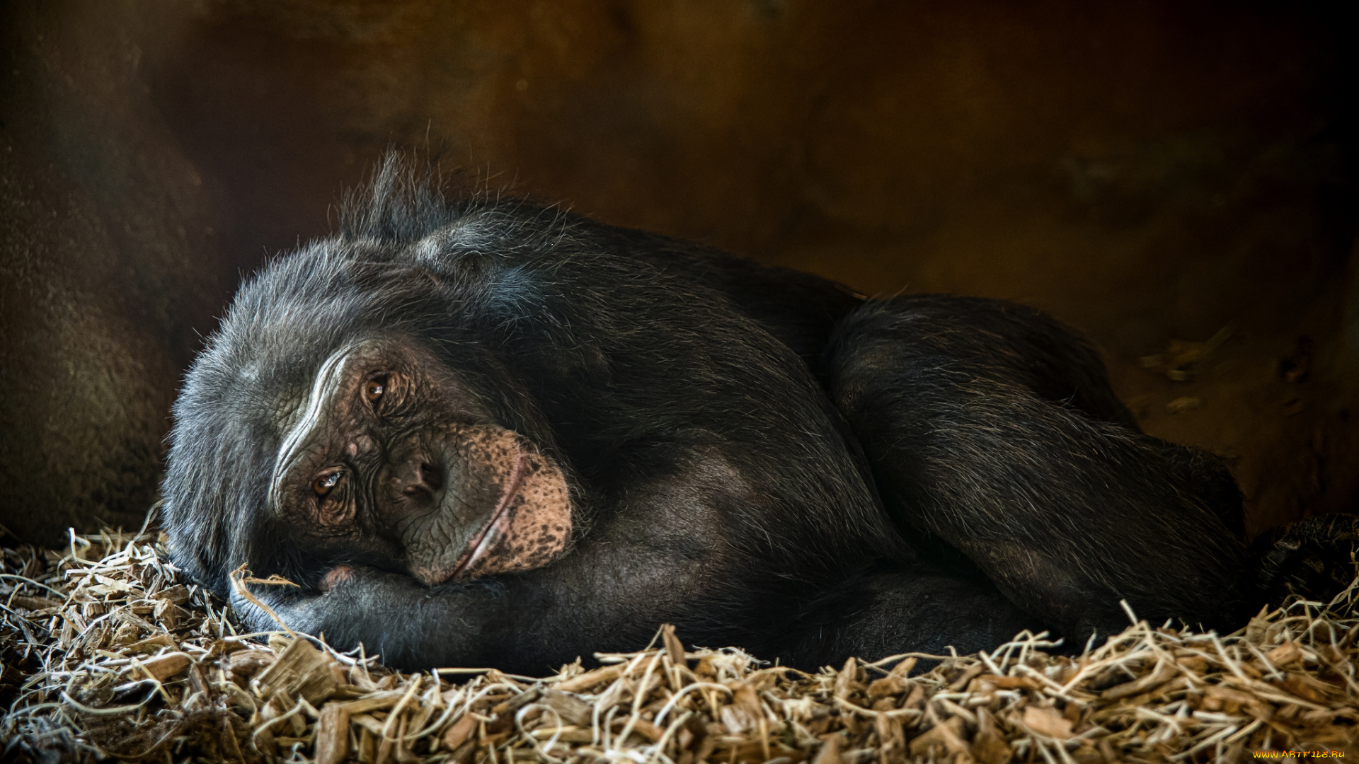 животные, обезьяны, обезьянка, отдых