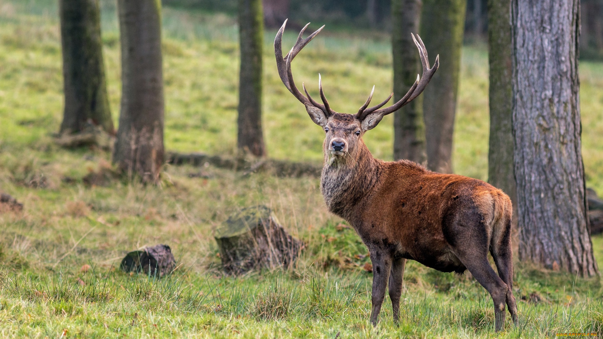 животные, олени, лес, рога, олень, поляна