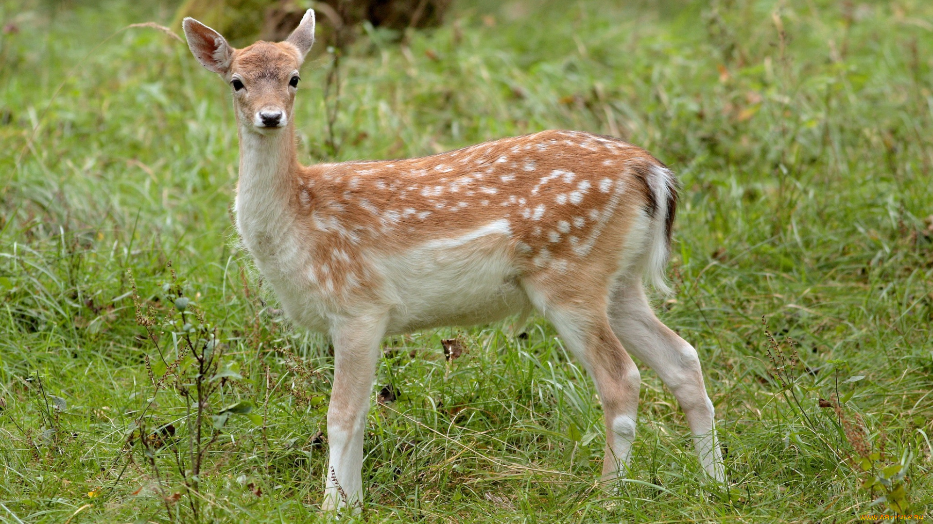 животные, олени, луг, трава, пятнистый, олень