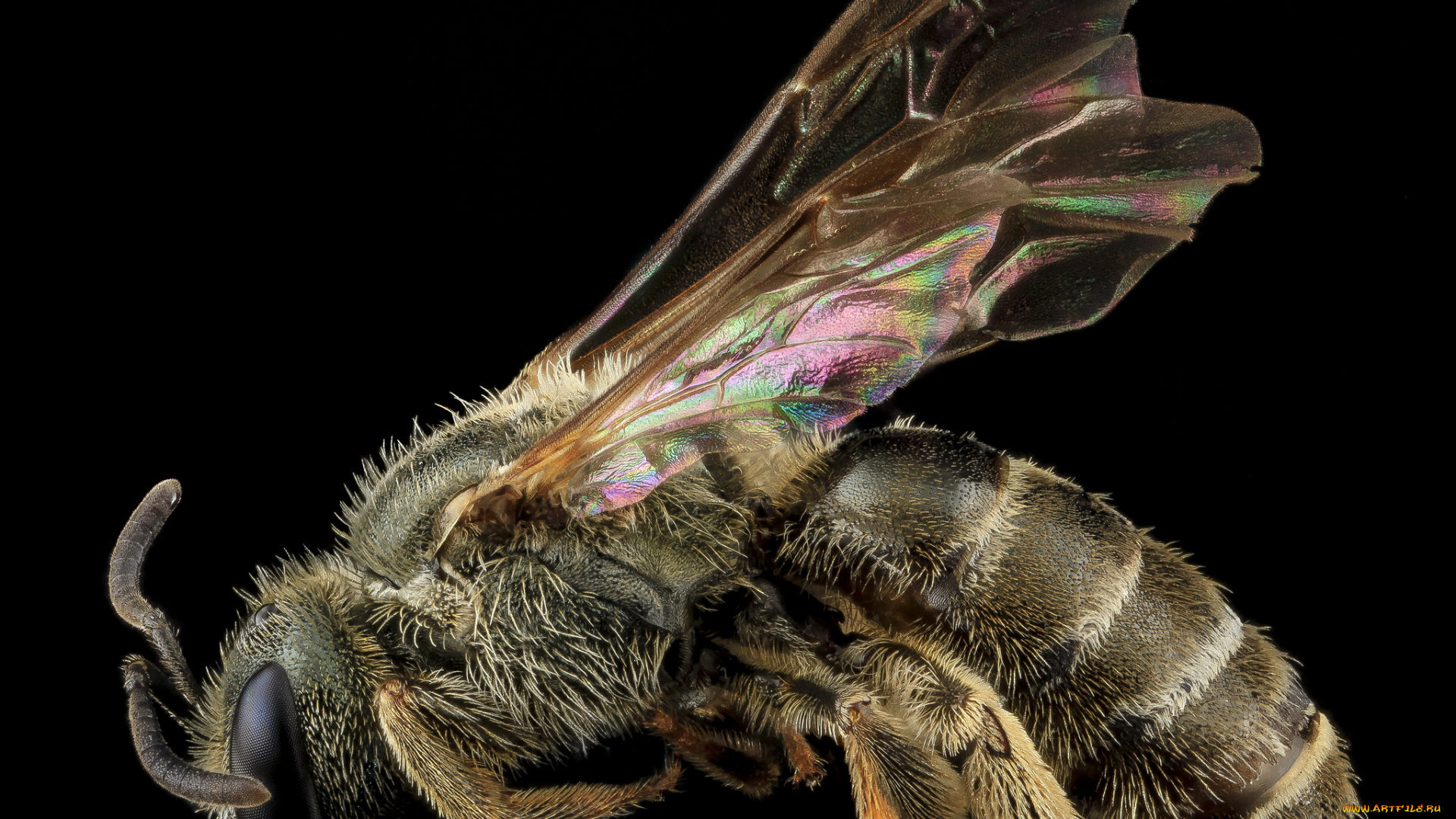 животные, пчелы, , осы, , шмели, макросъемка, пчела