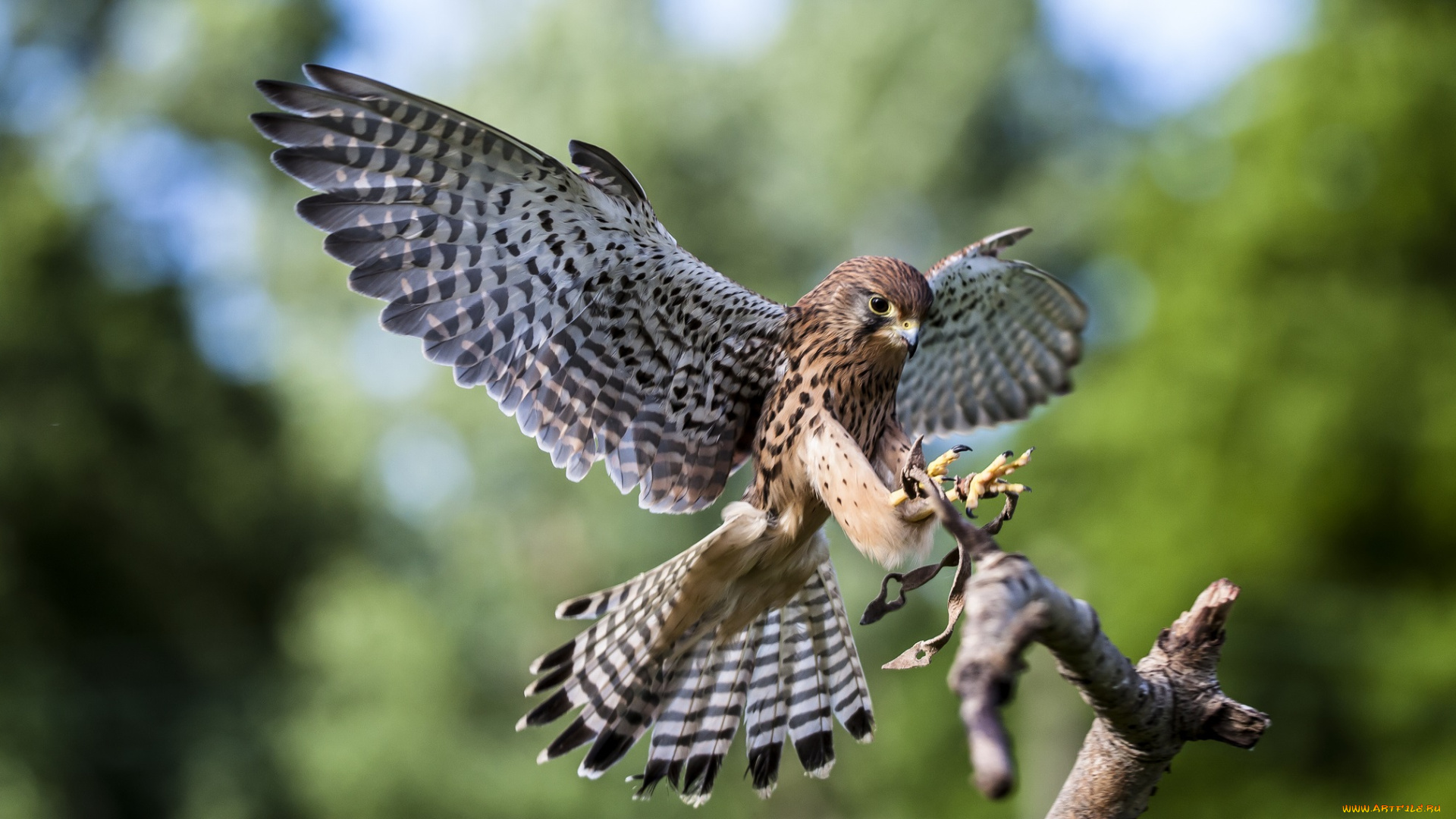 животные, птицы, -, хищники, сокол, крылья