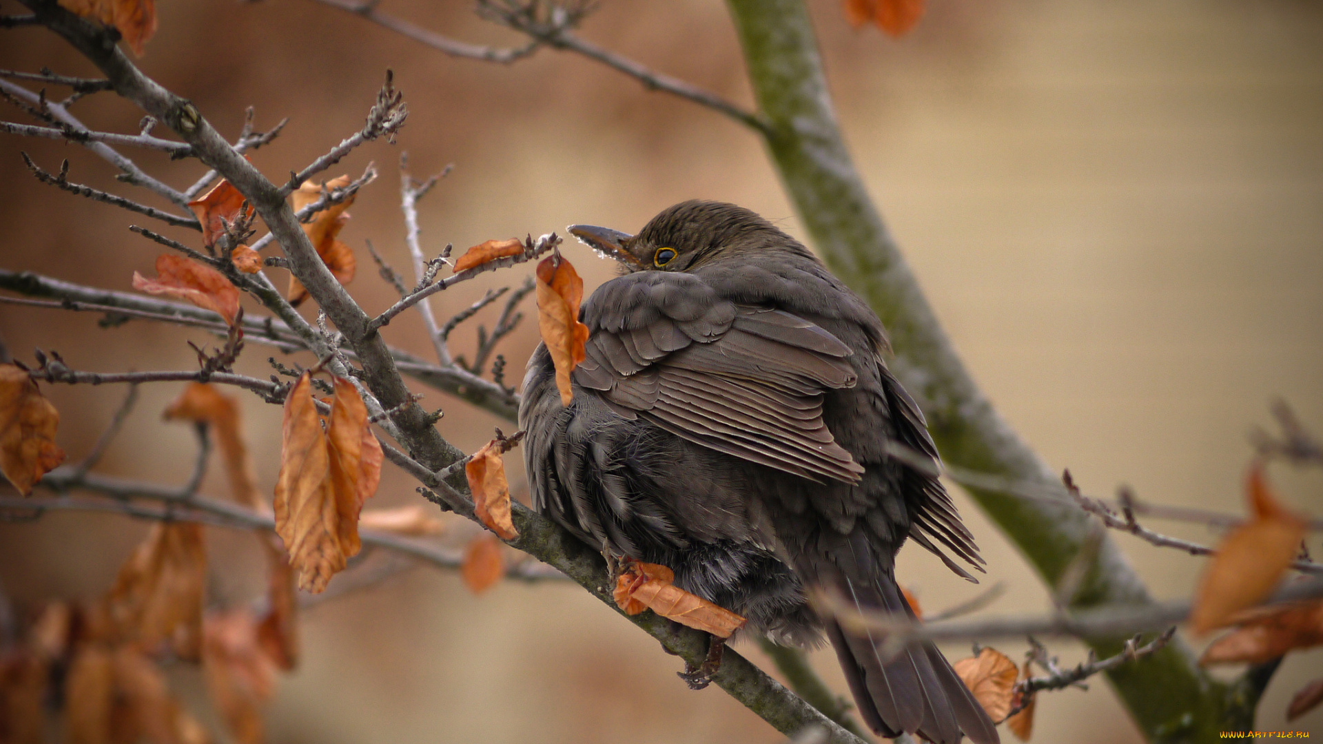 животные, птицы, осень, сухие, листья, ветки, дерево, птица
