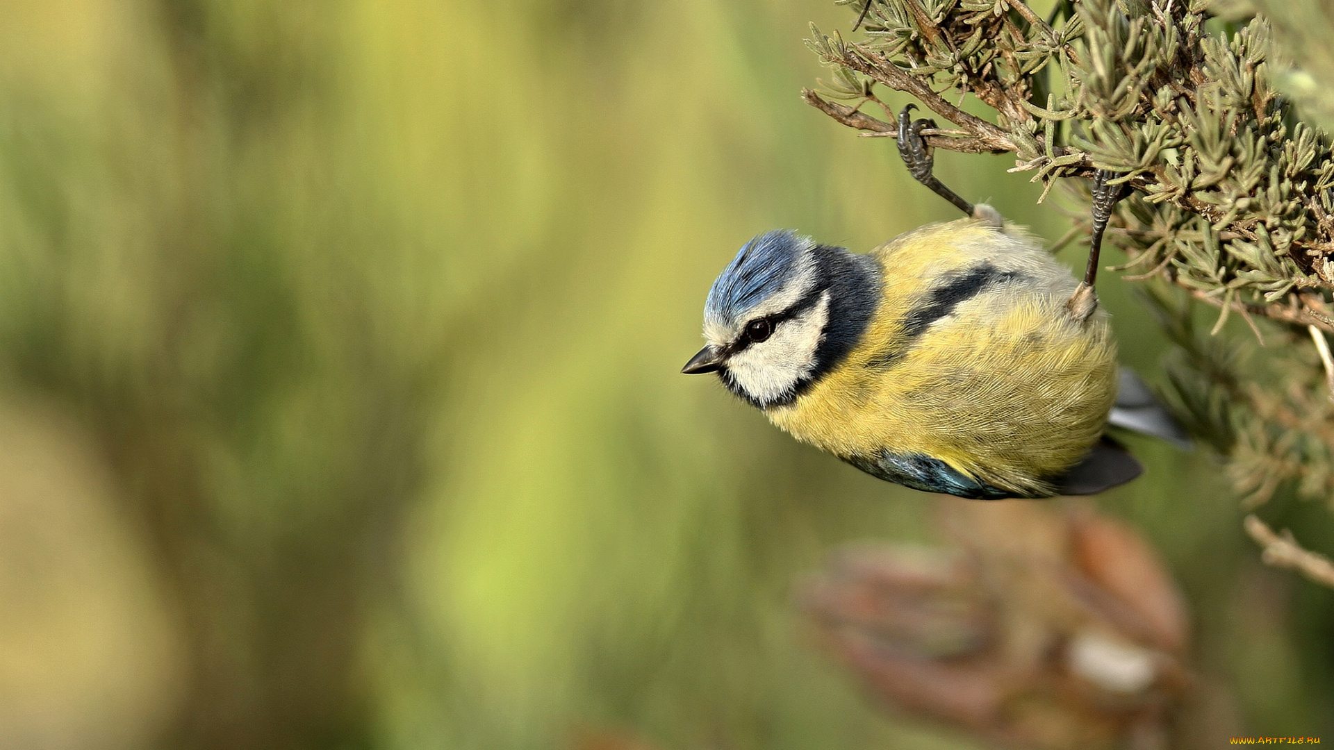 животные, синицы, , лазоревки, птичка