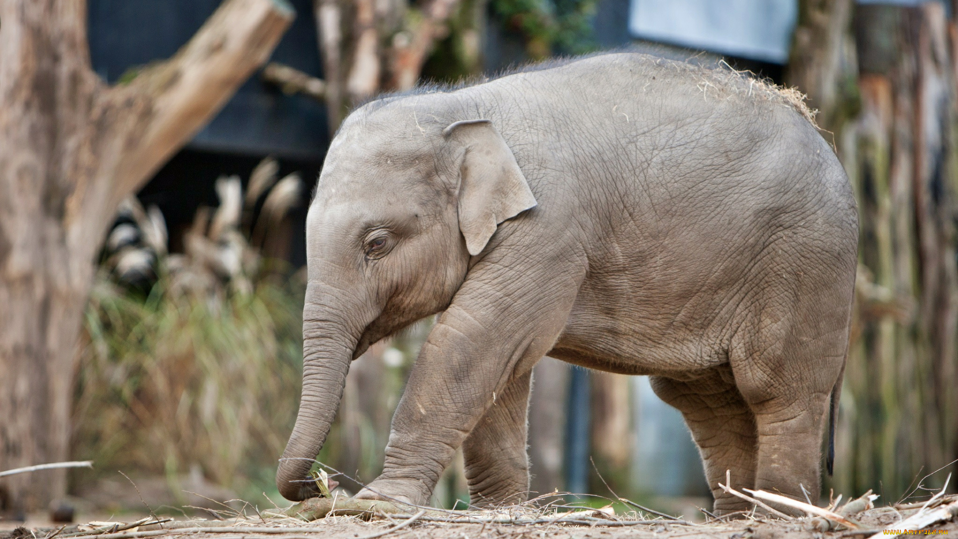 животные, слоны, слоненок, малыш