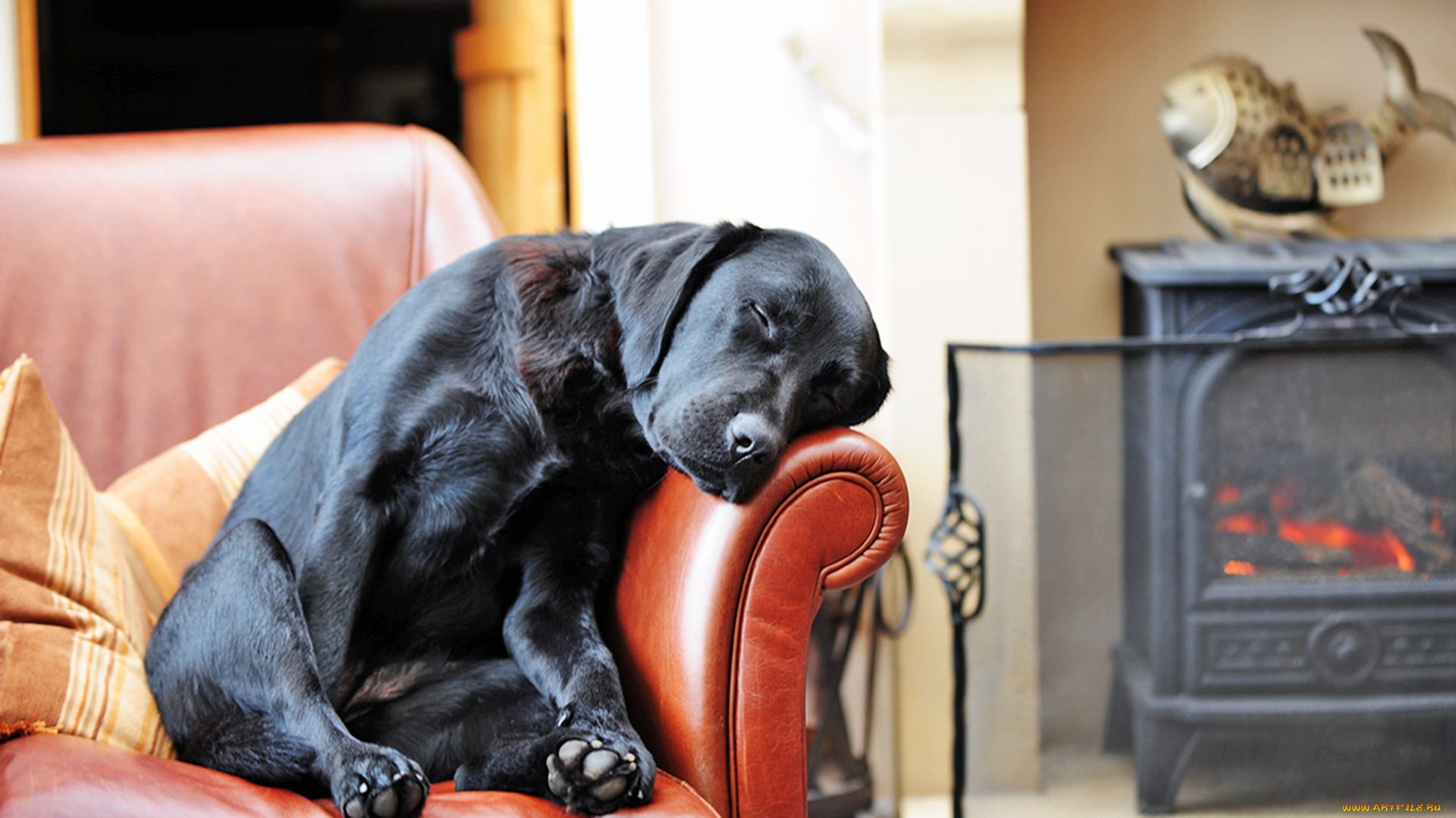 животные, собаки, диван, отдых, камин