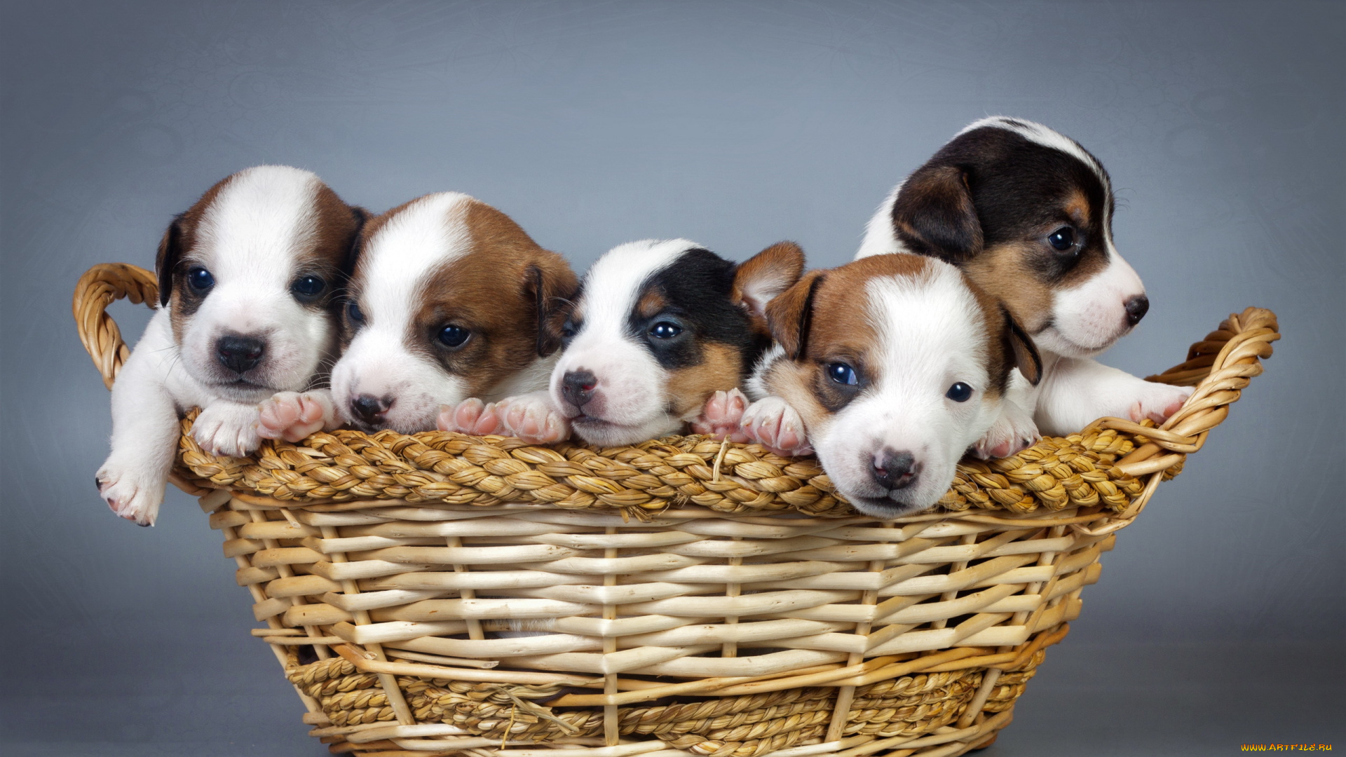 животные, собаки, щенки