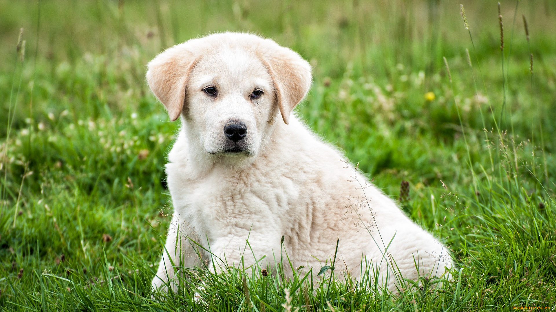 животные, собаки, щенок
