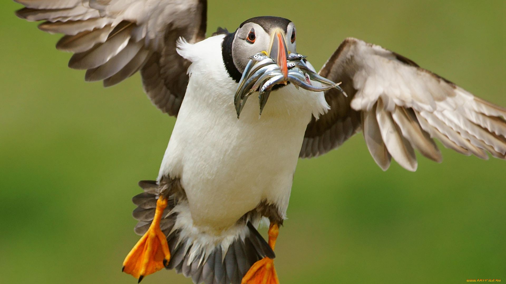 животные, тупики, добыча, рыба, птица