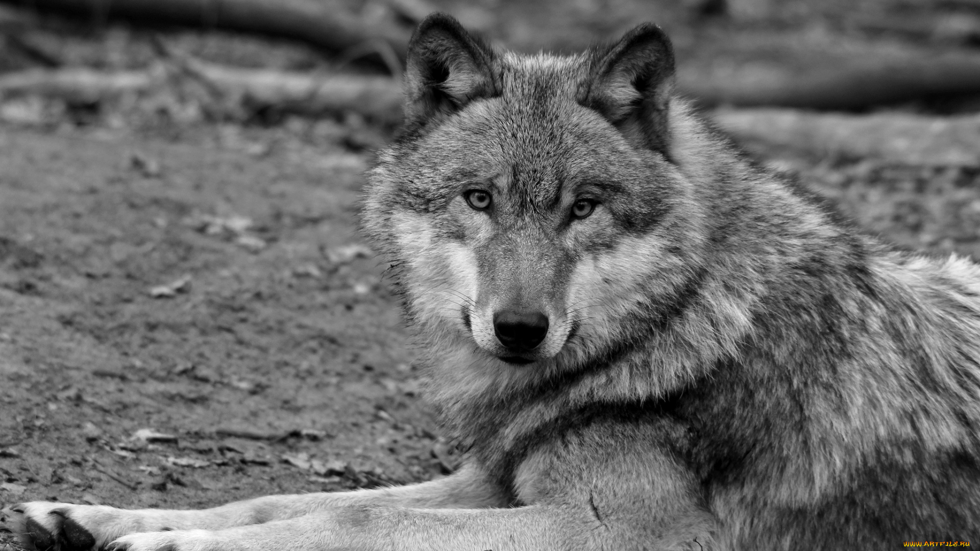 животные, волки, хищник
