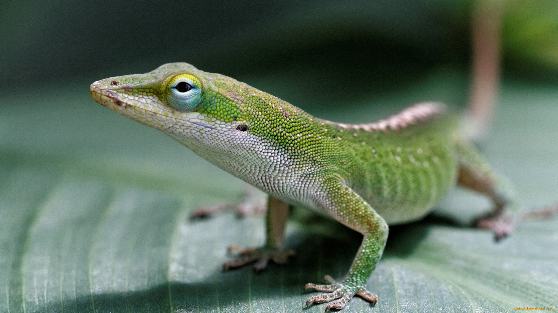 животные, Ящерицы, , игуаны, , вараны, зеленая, ящерица