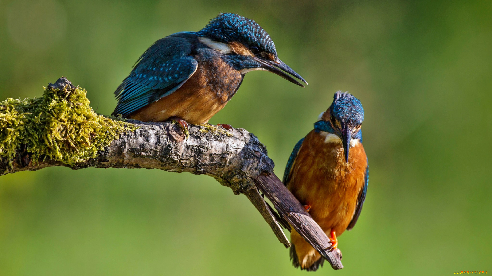 животные, зимородки, сучок, пара