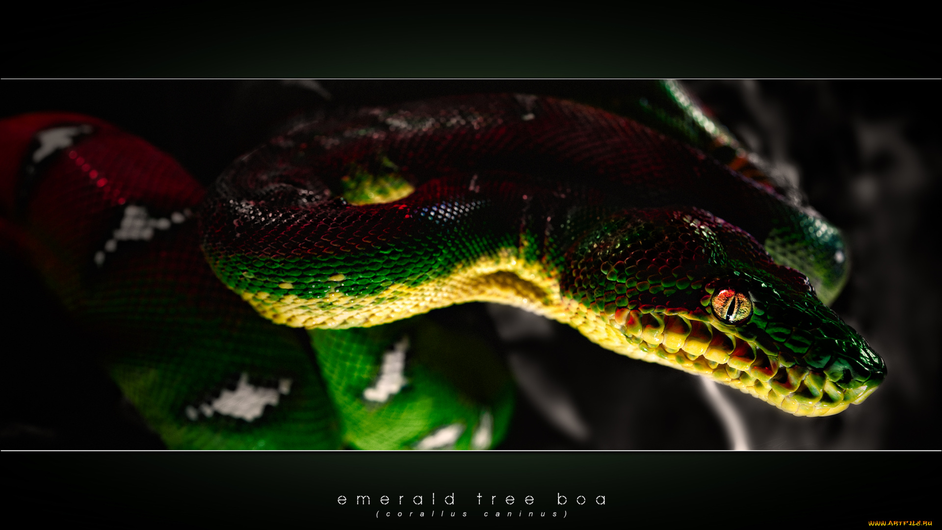 животные, змеи, , питоны, , кобры, чешуя