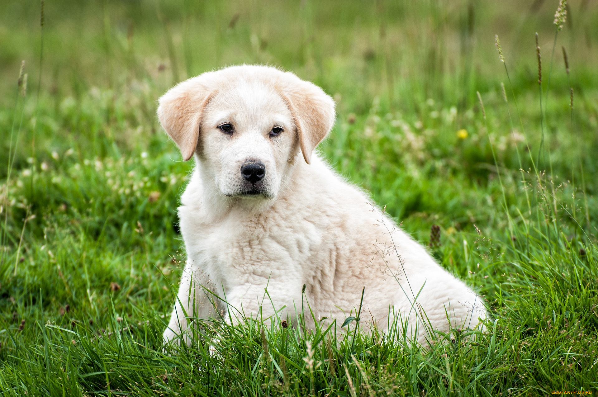 животные, собаки, щенок
