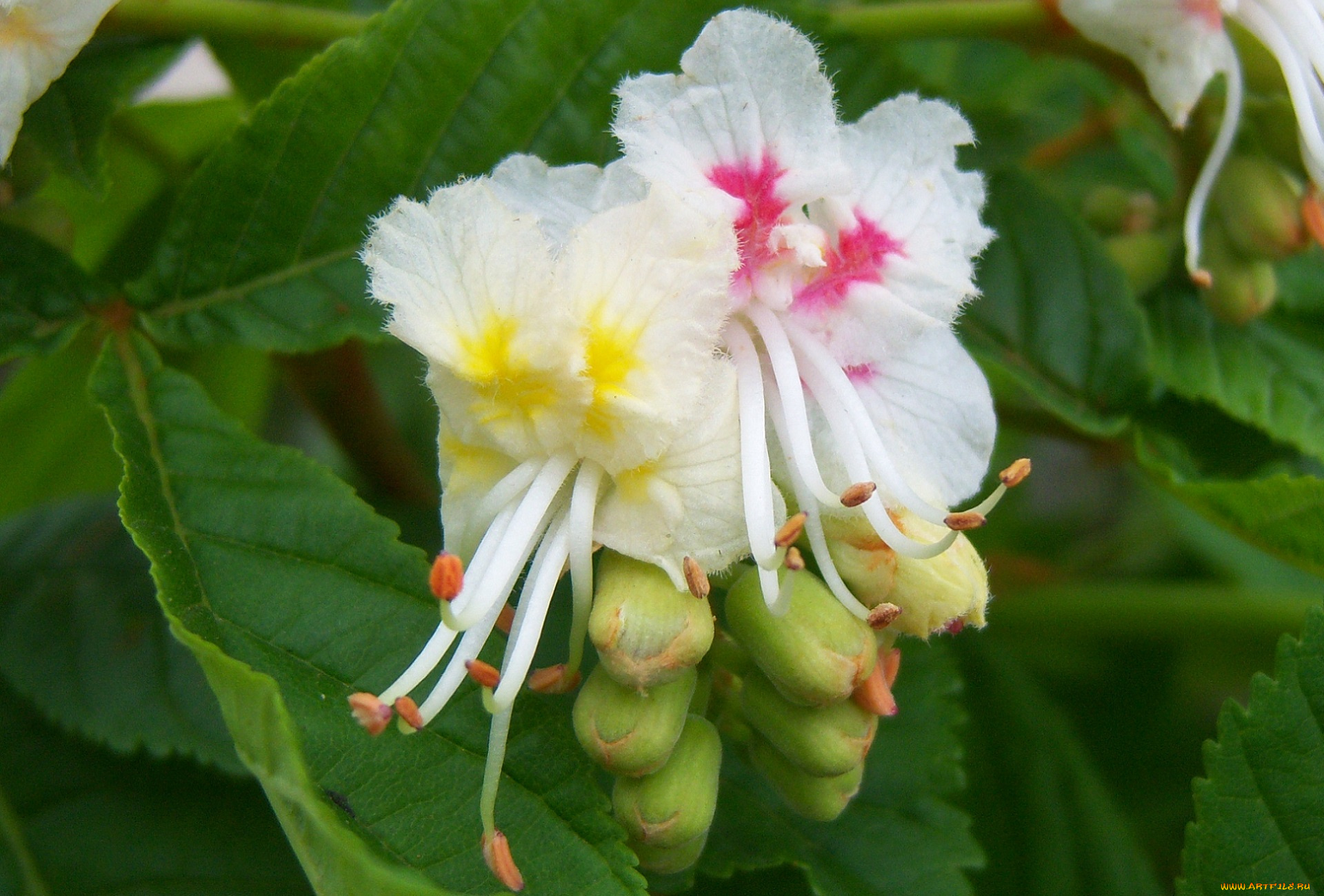 цветы, цветущие, деревья, , , кустарники, каштан