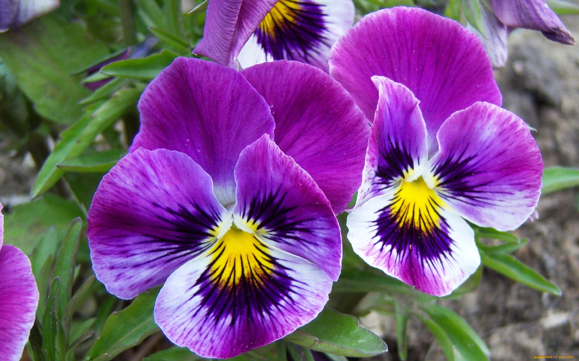 цветы, анютины, глазки, садовые, фиалки, сиреневые