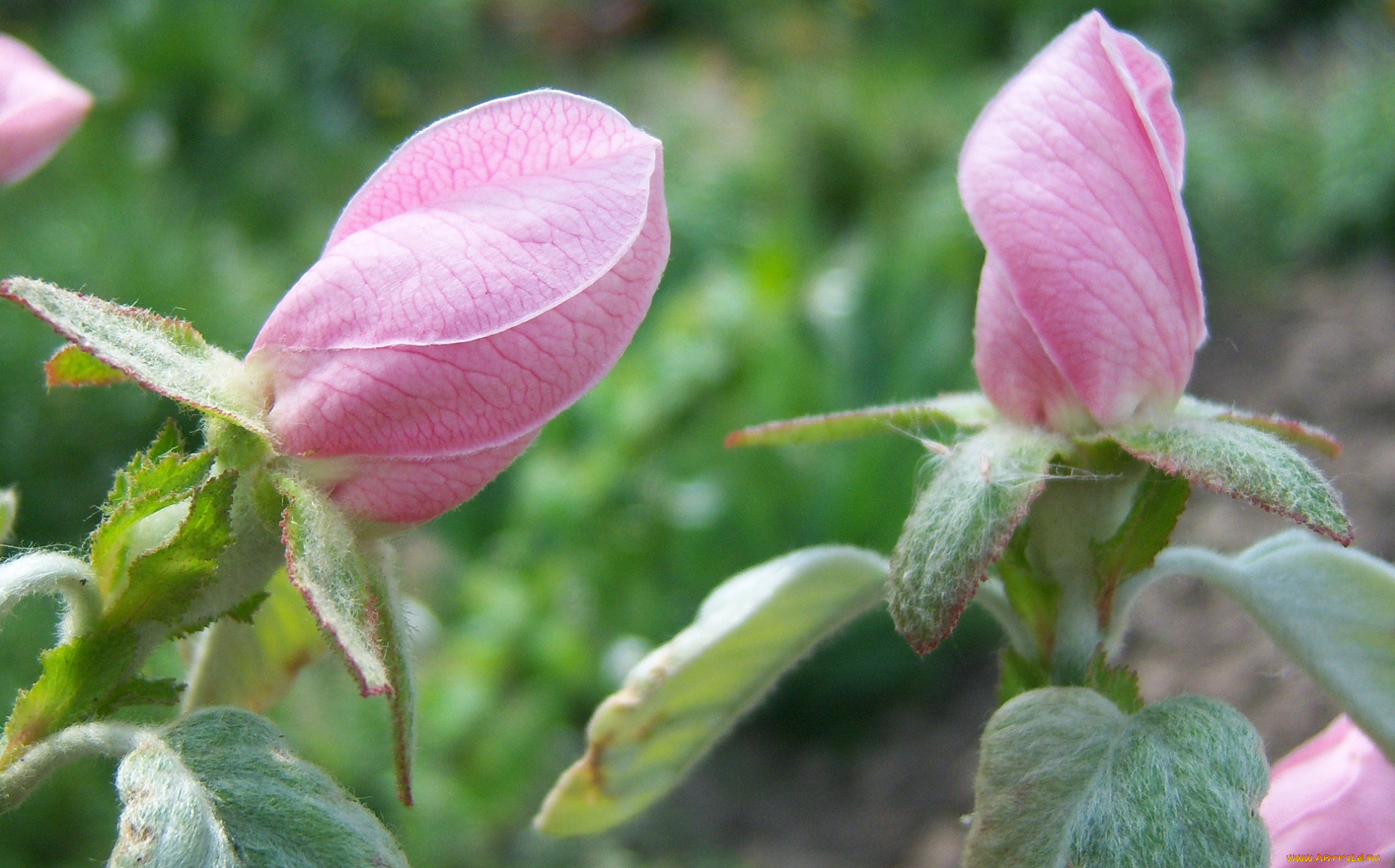 цветы, айва