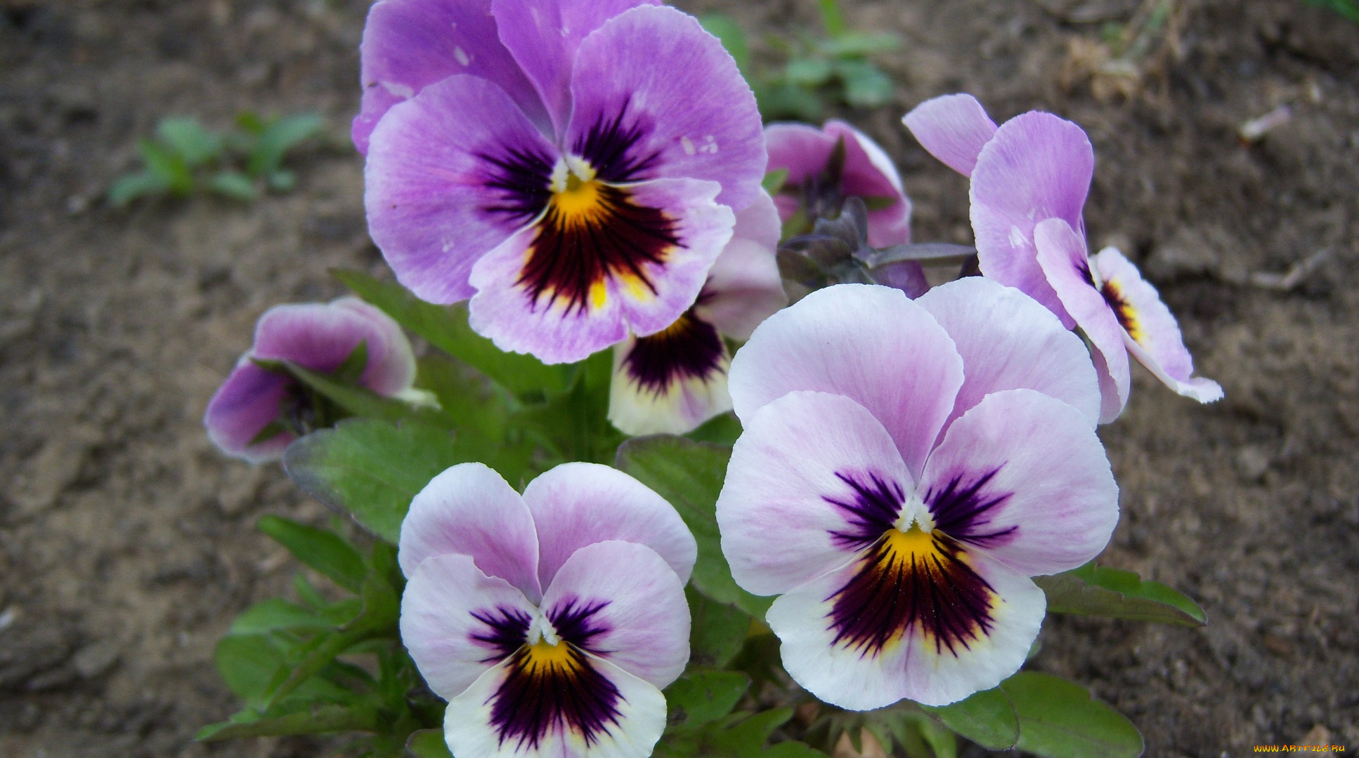 цветы, анютины, глазки, садовые, фиалки, сиреневые