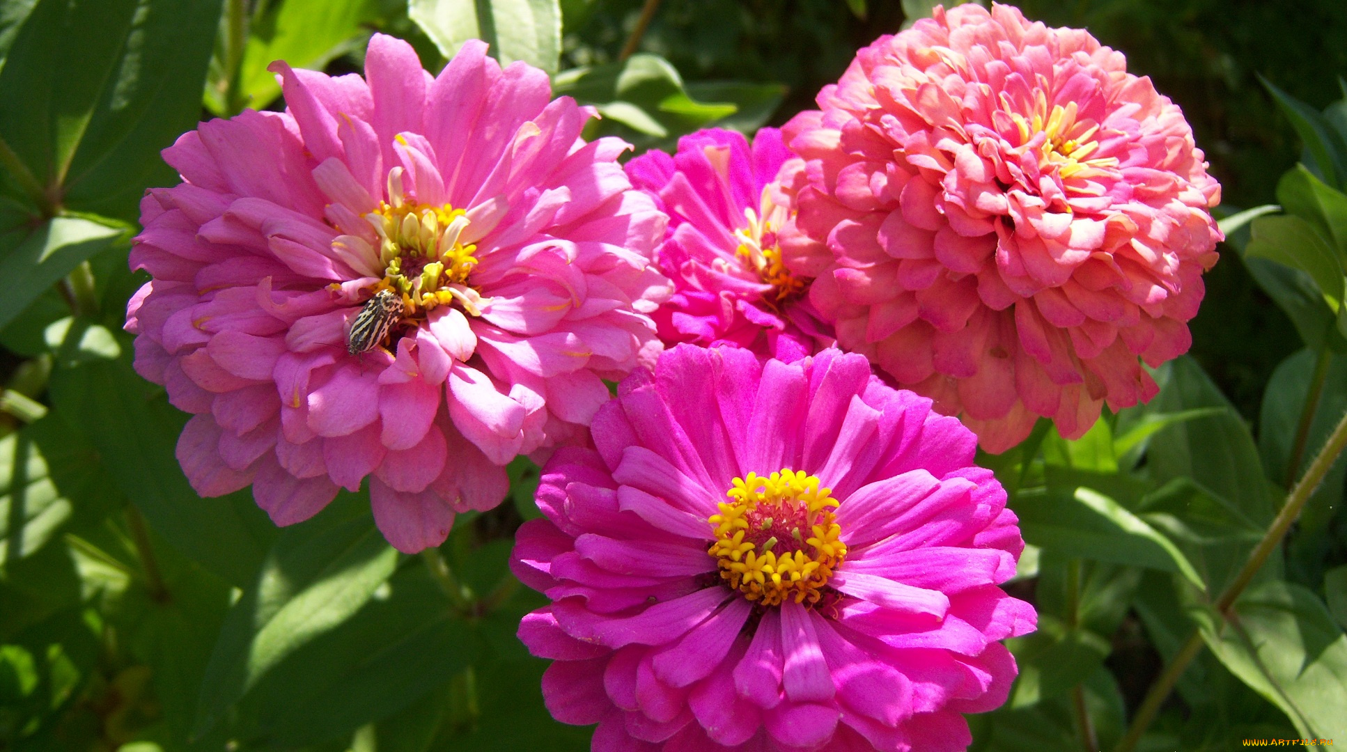 цветы, цинния, розовые