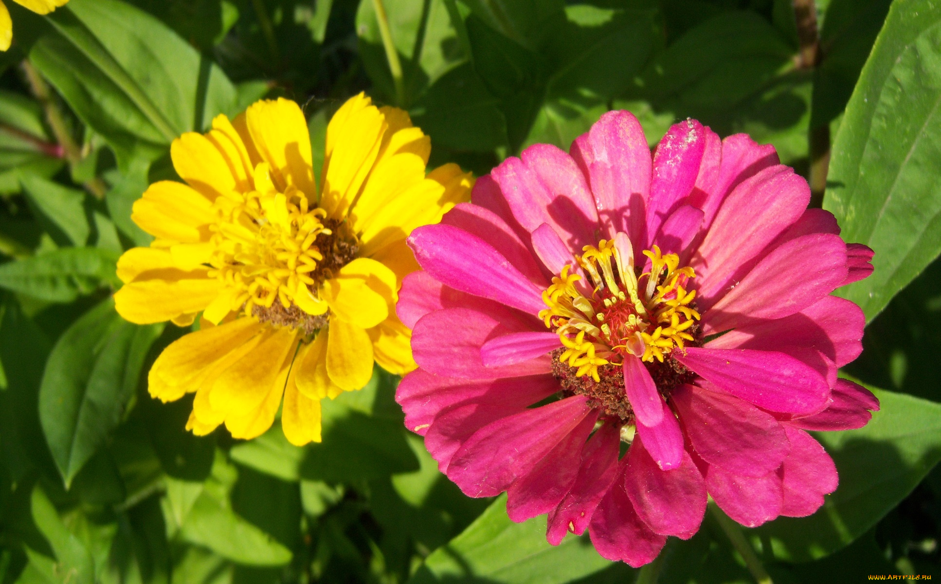 цветы, цинния, разные, цинии