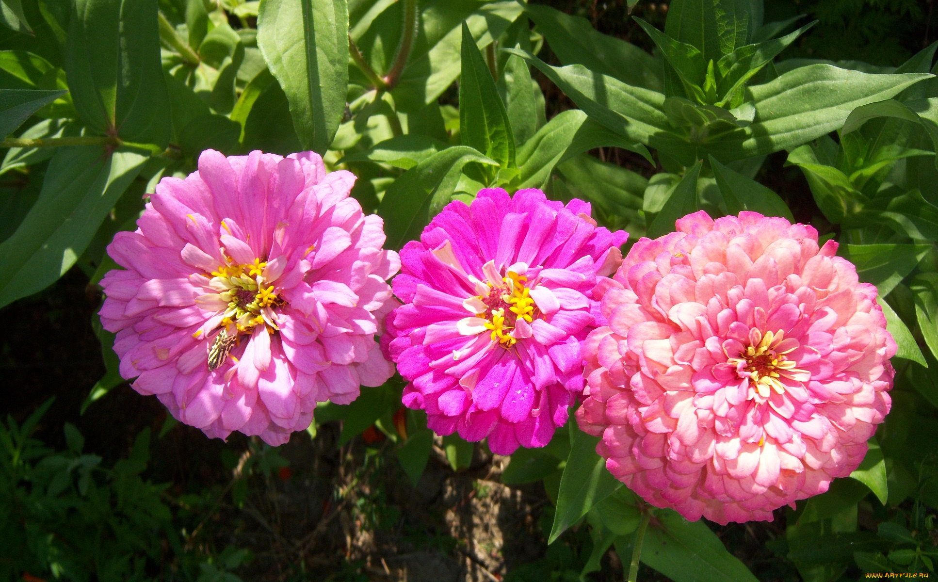 цветы, цинния, розовые