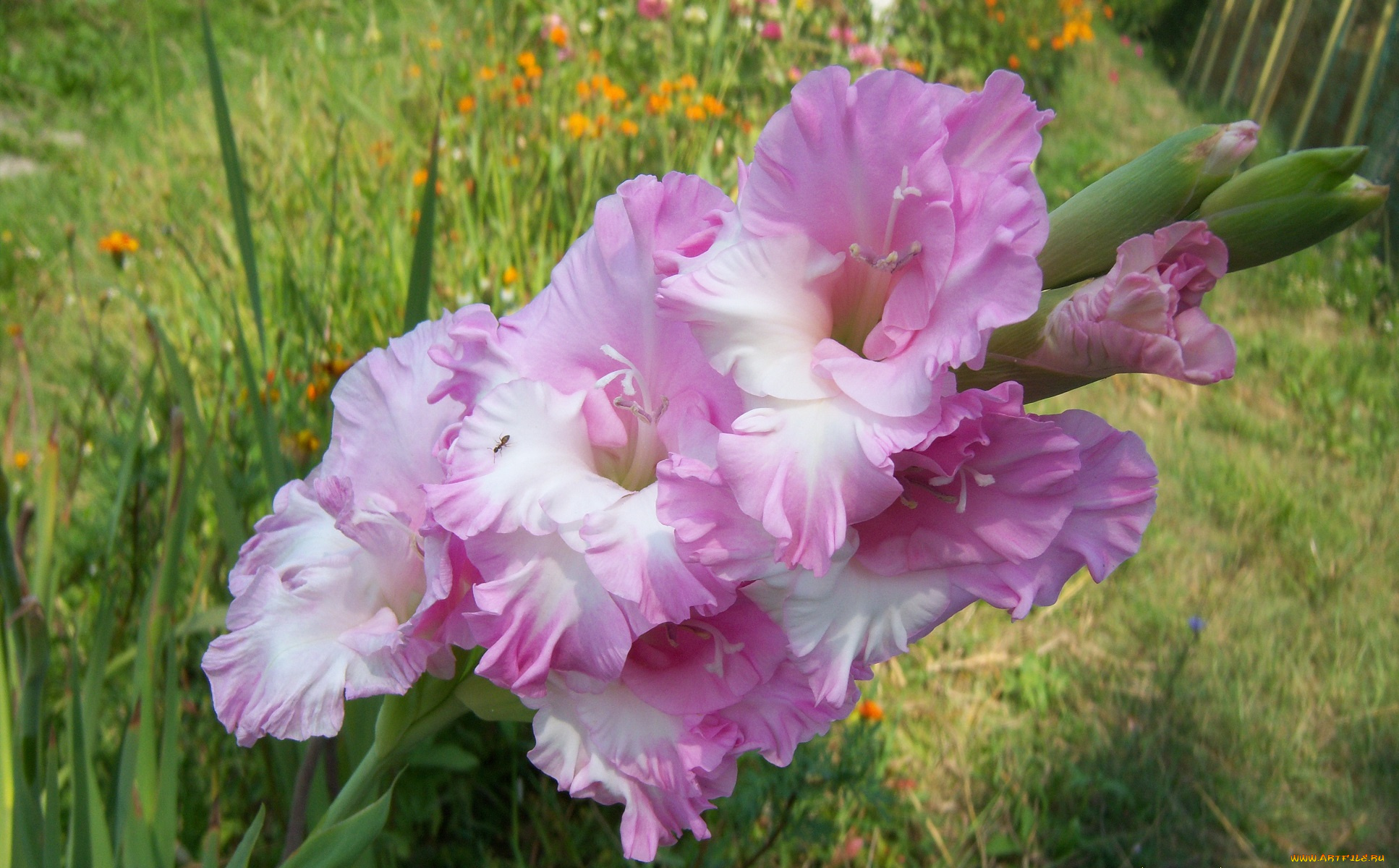 цветы, гладиолусы, сиреневые