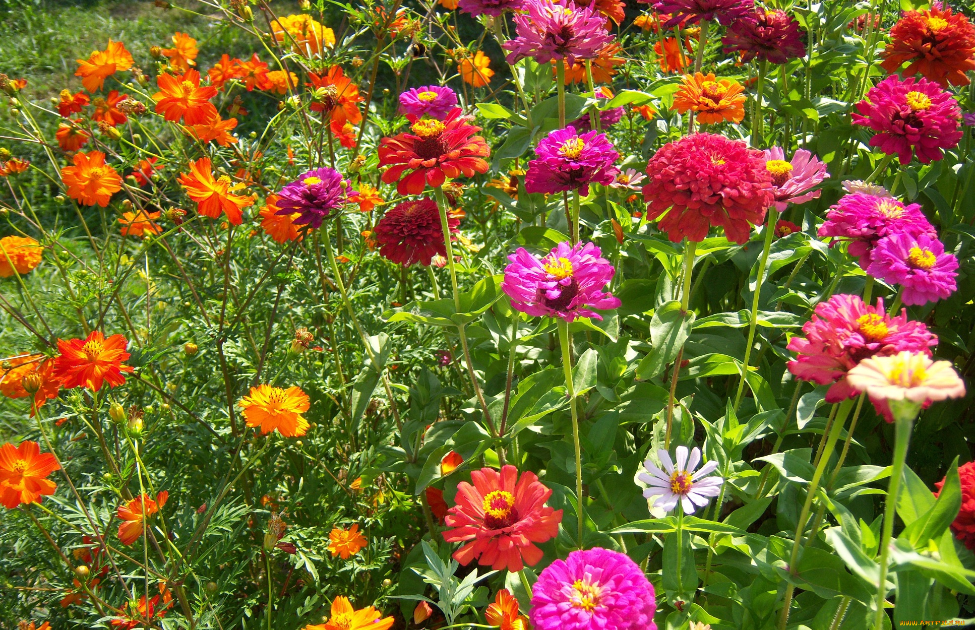 цветы, разные, вместе, разные