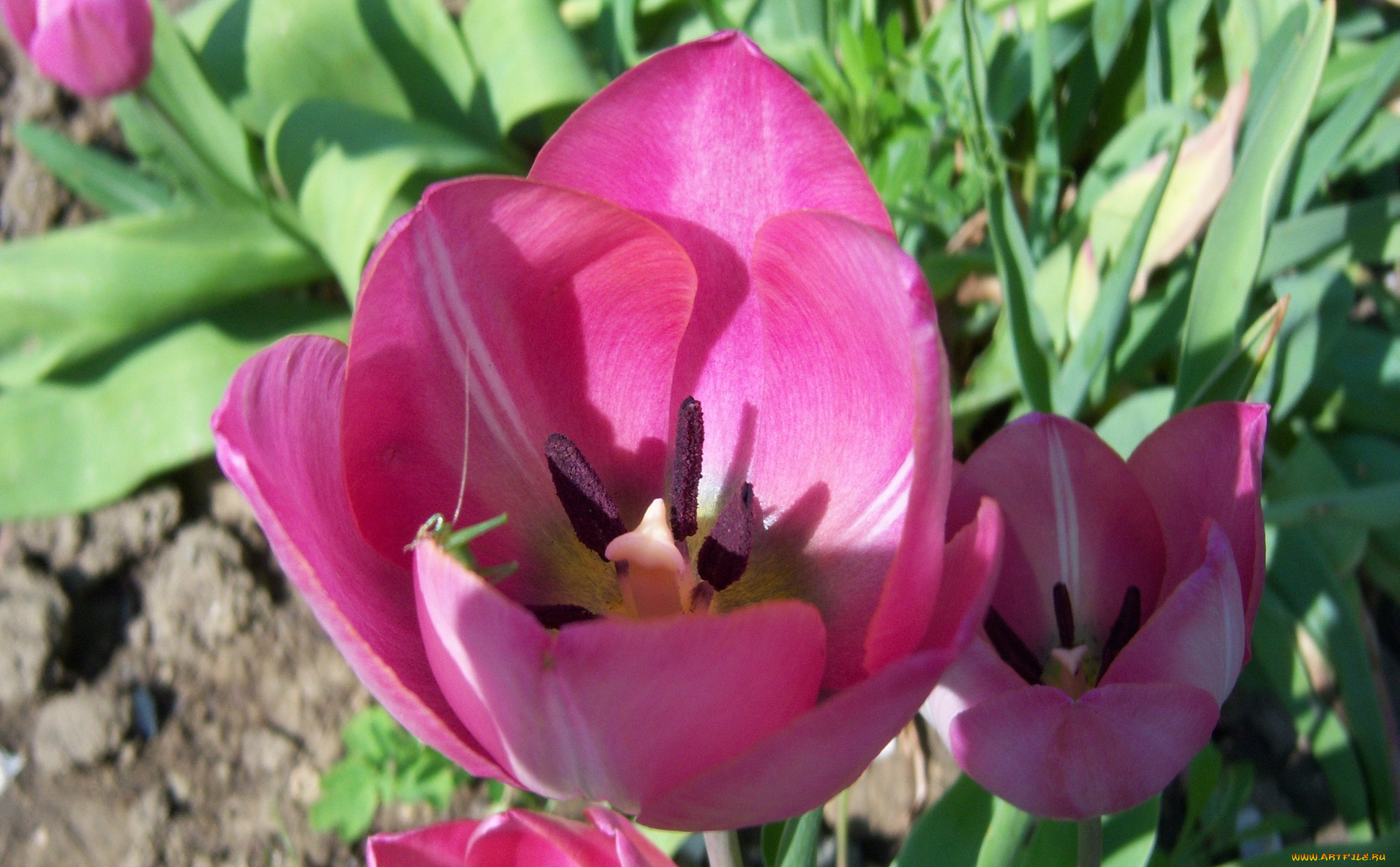 цветы, тюльпаны, розовые