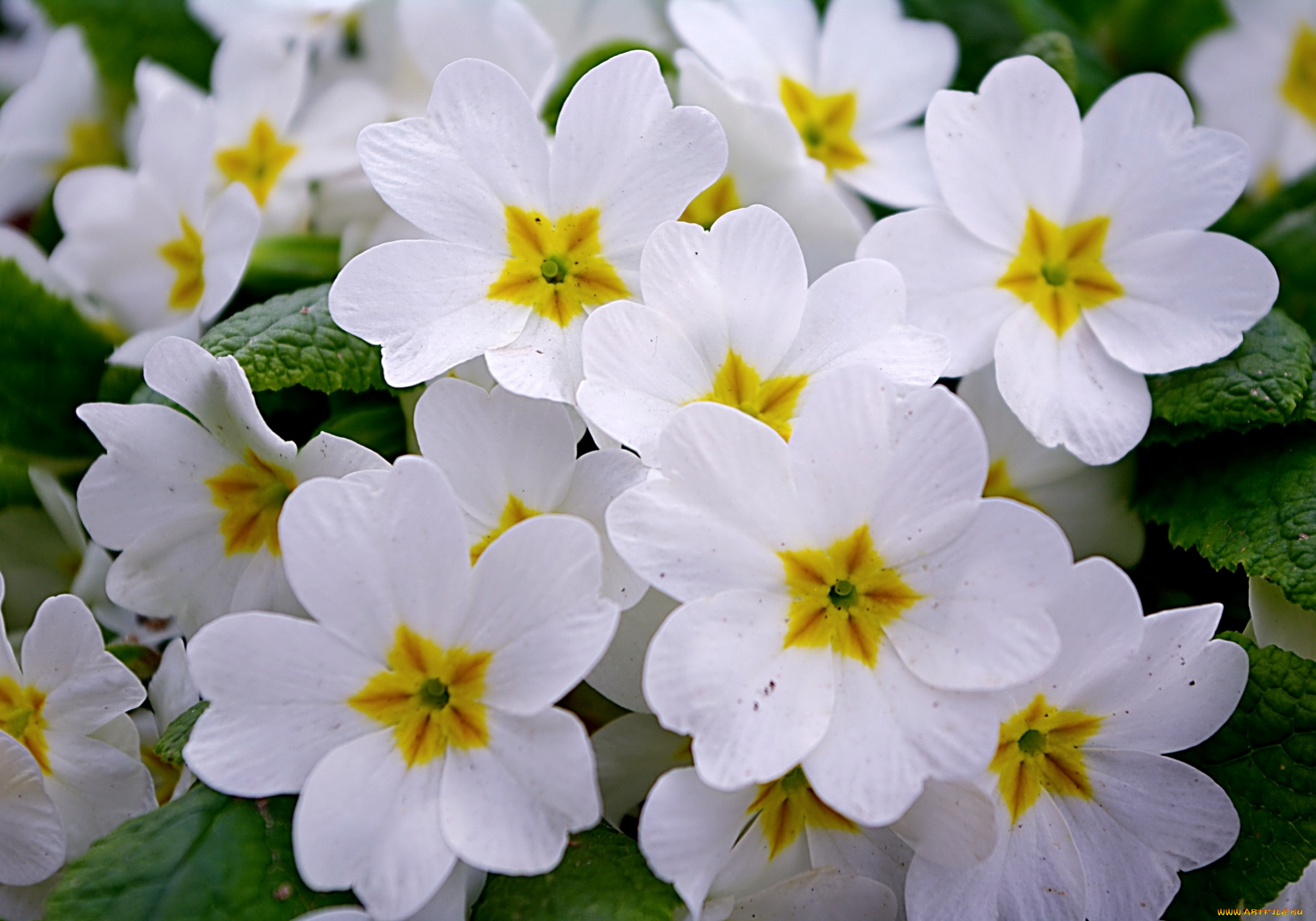 цветы, примулы, белый
