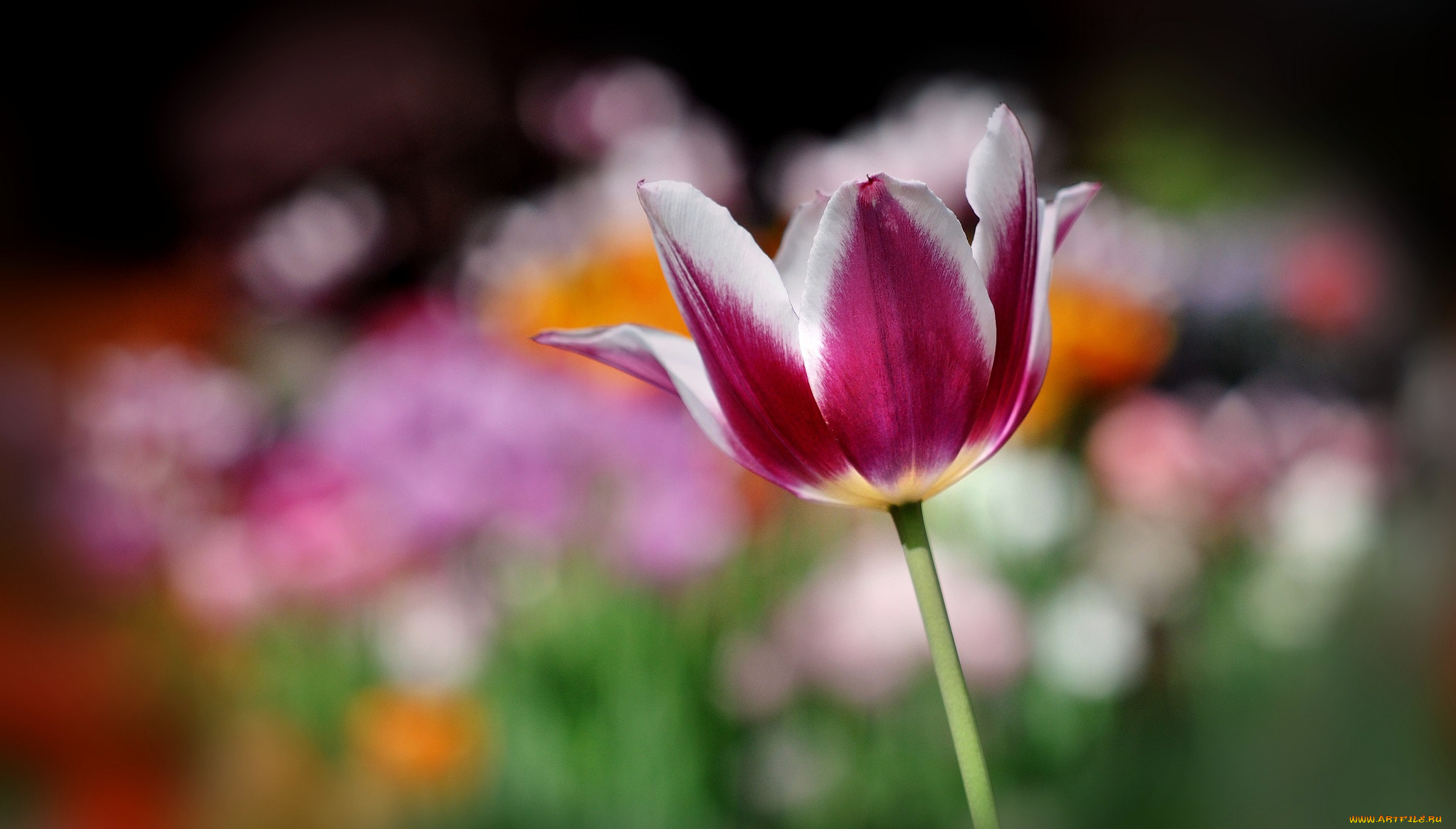 цветы, тюльпаны, тюльпан