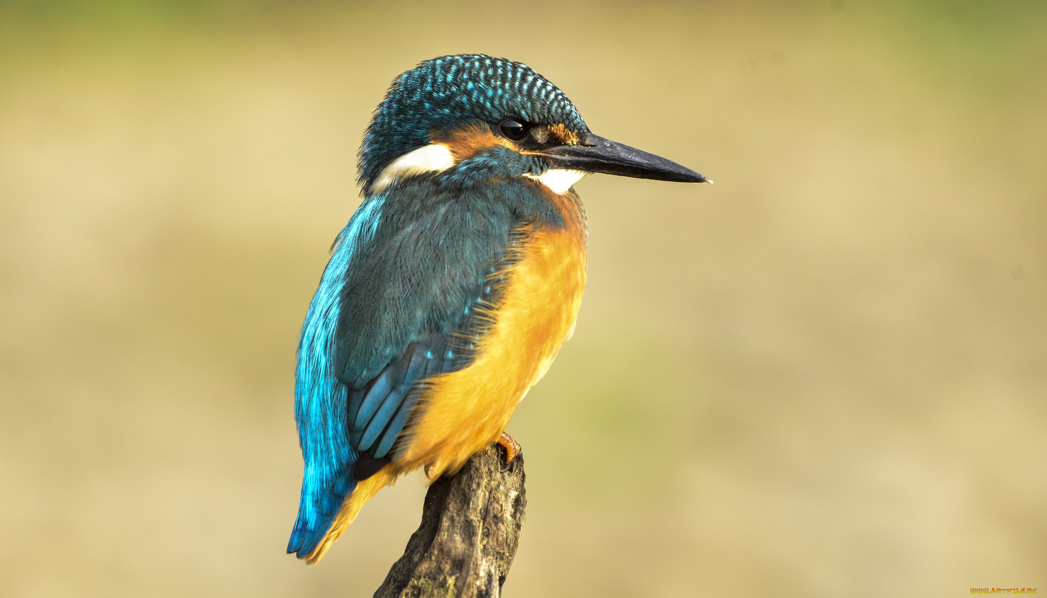 животные, зимородки, зимородок, сучок