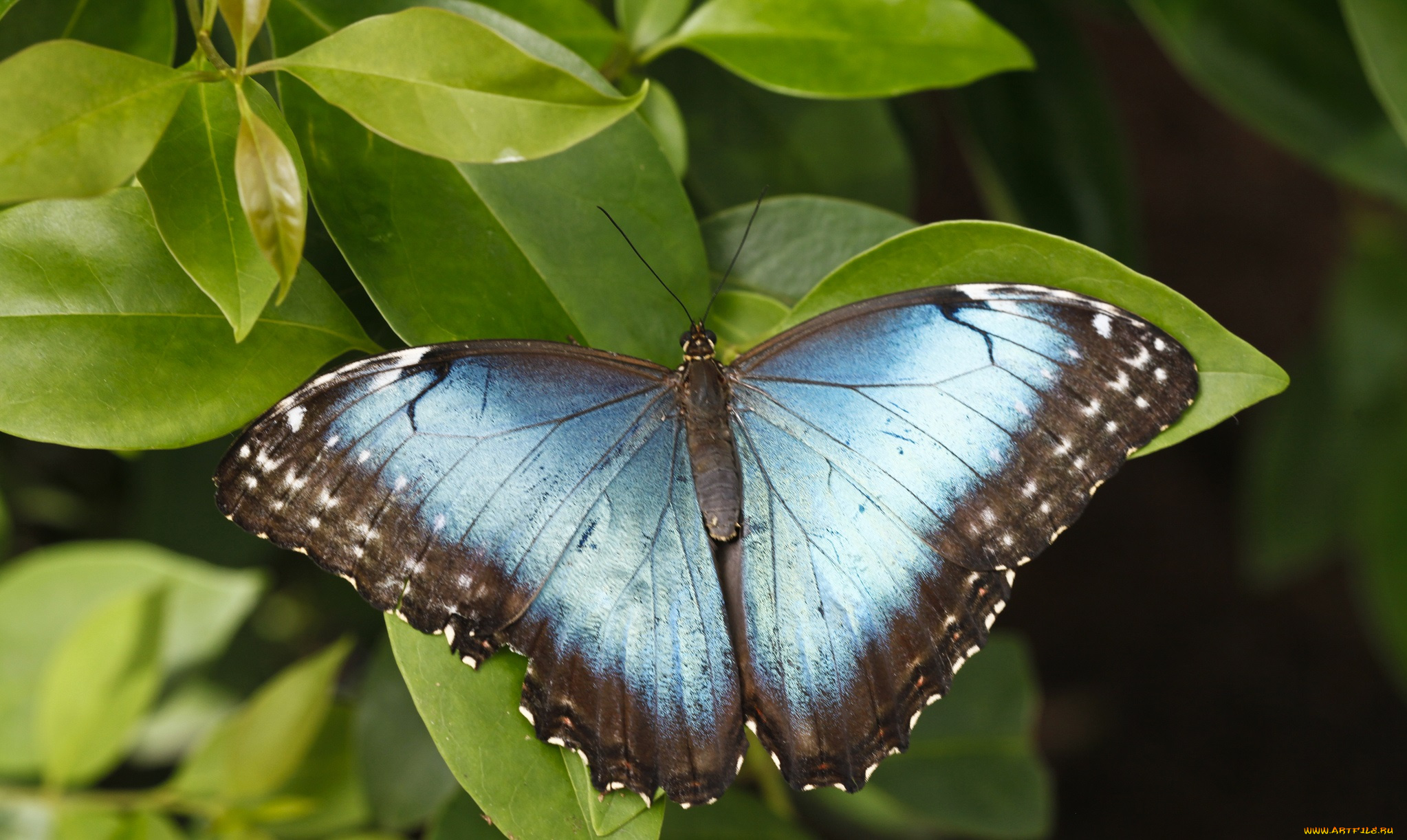 животные, бабочки, бабочка, листья