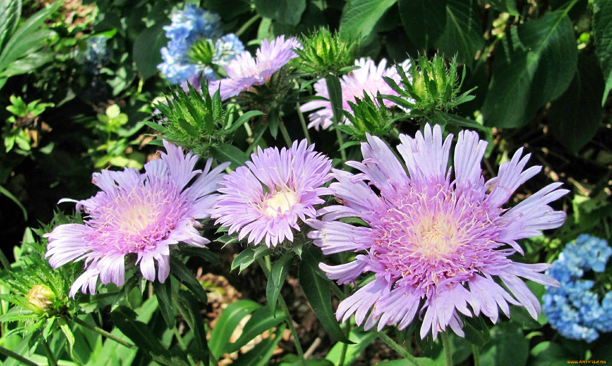 цветы, васильки