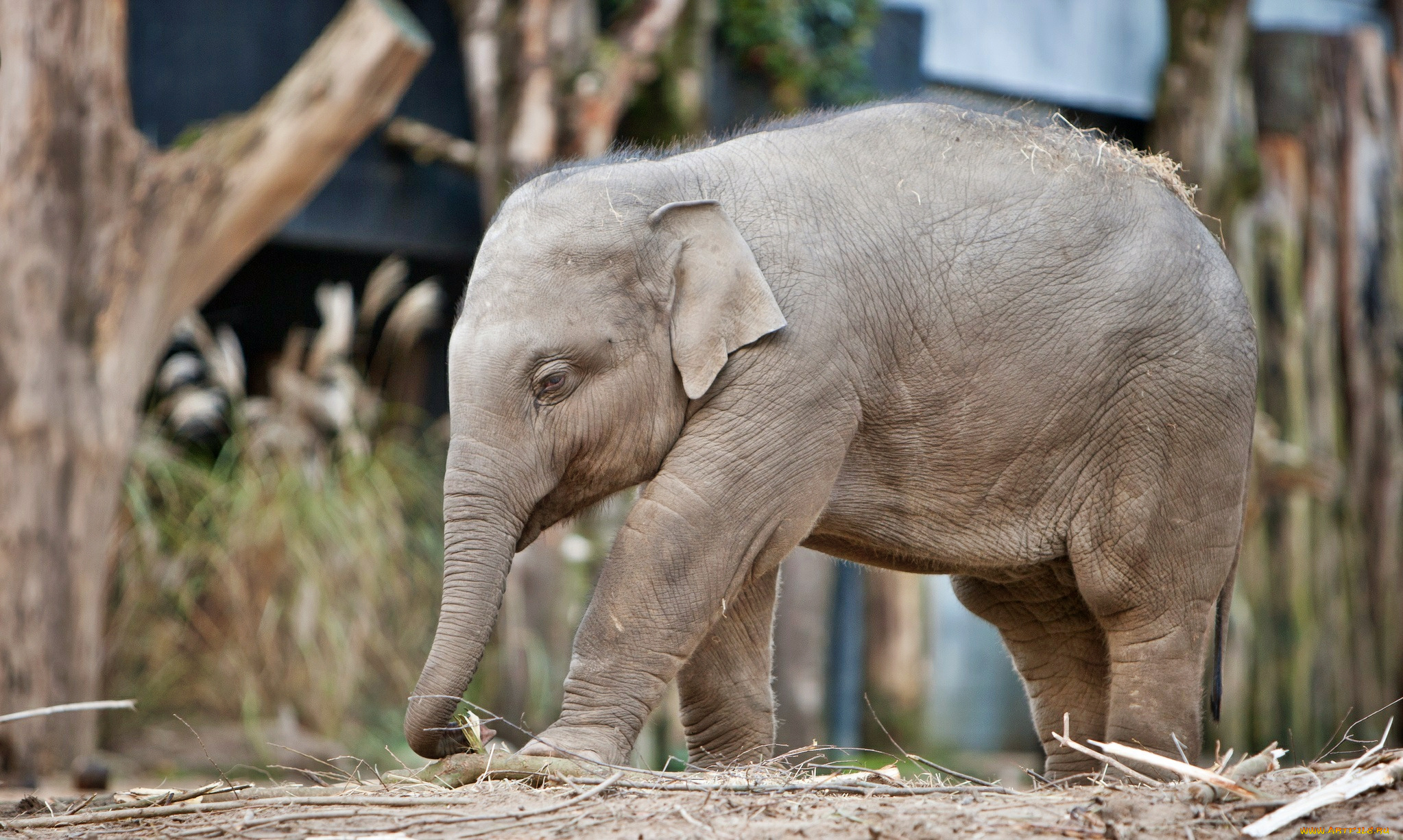 животные, слоны, слоненок, малыш